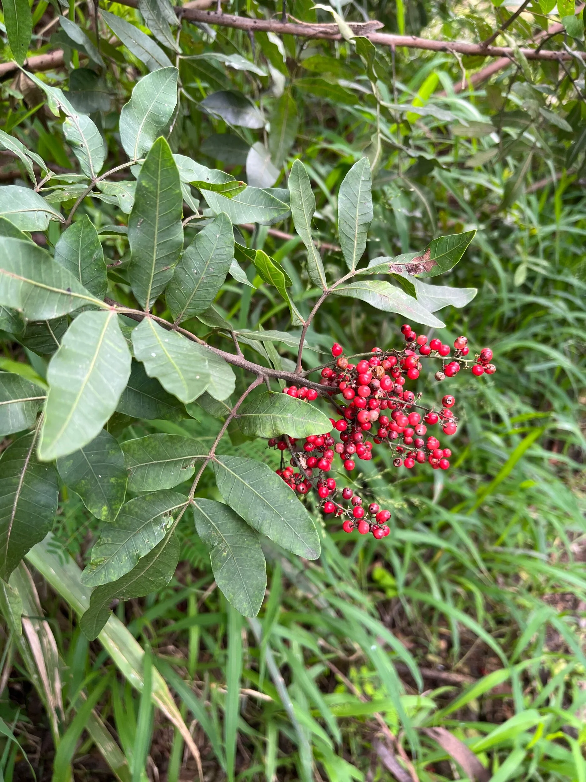 7F8918BE-C3A2-48E2-A10D-3DA9E13B43E5