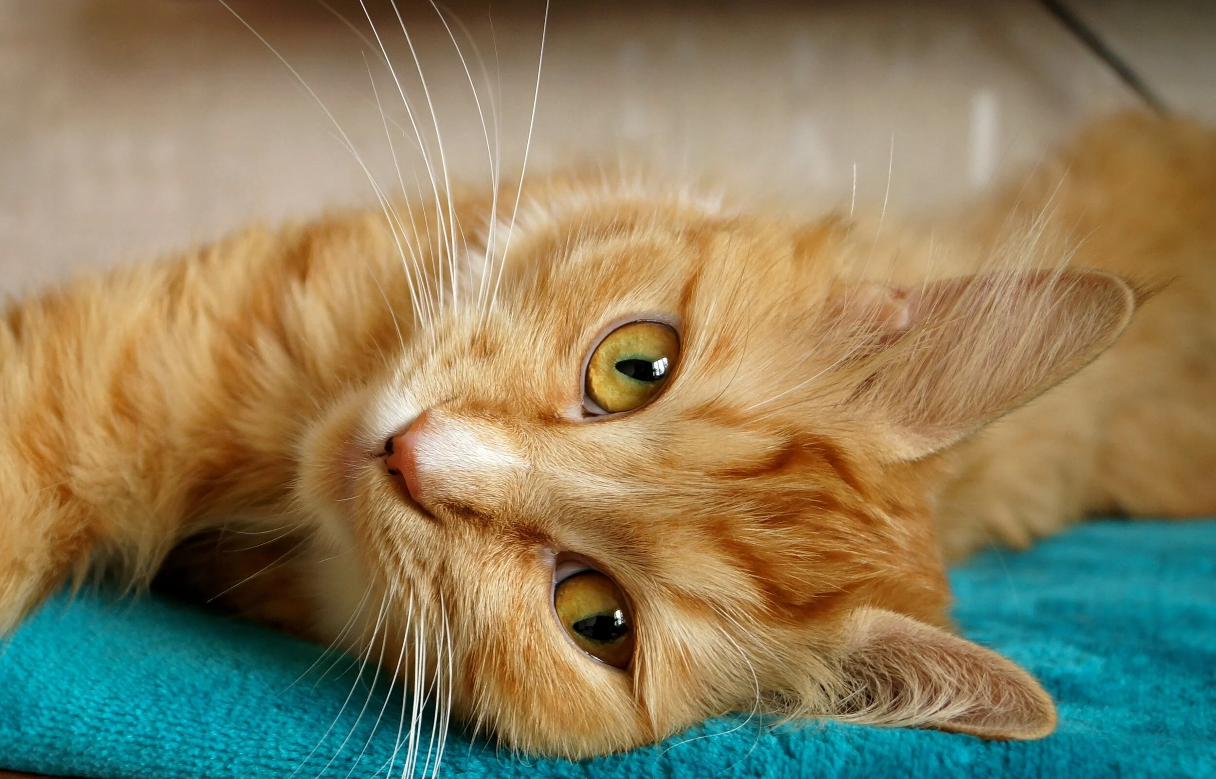 Blocked Cats What does that mean? — Steveston Veterinary Hospital