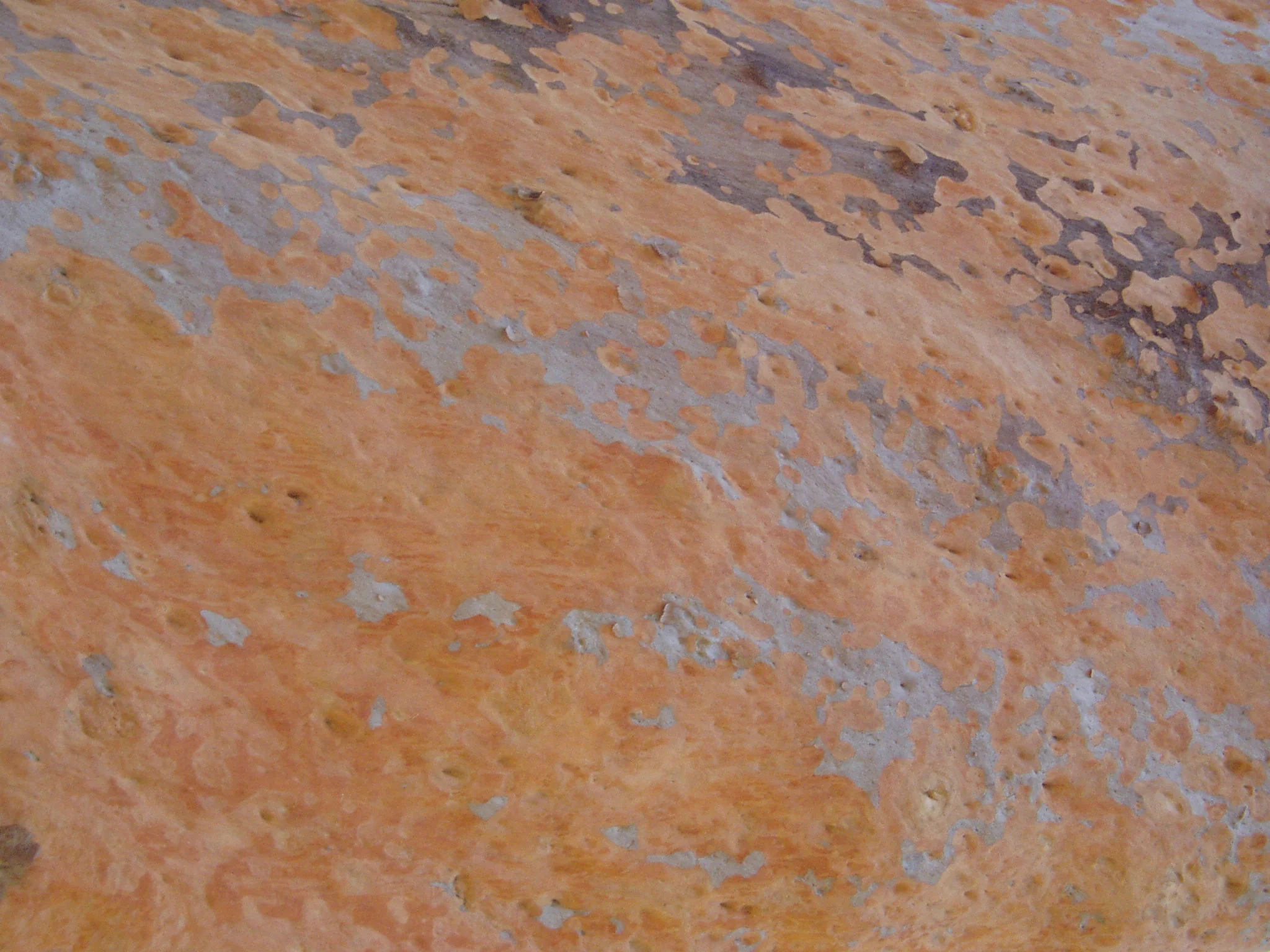 Angophora bark-1.JPG