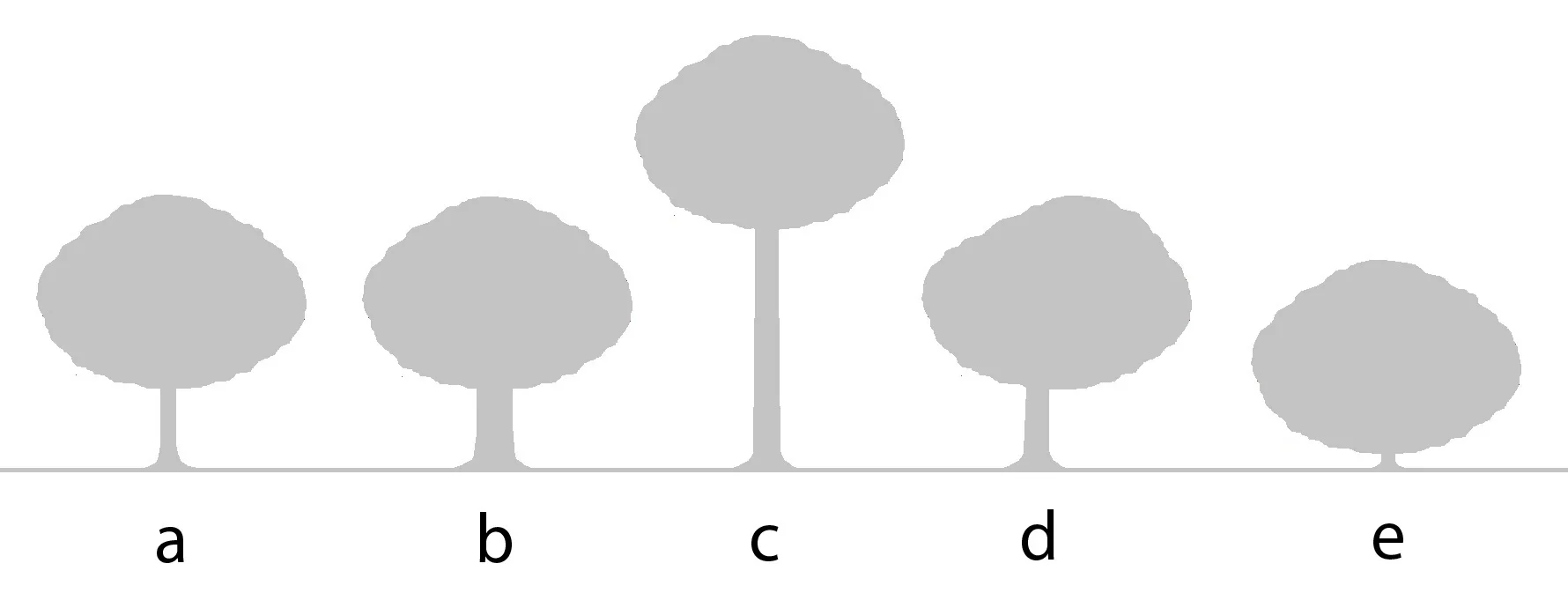 Trees.jpg