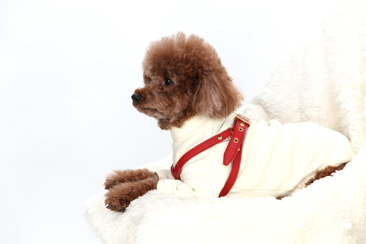 Beige Harness - Leather harness for your dog