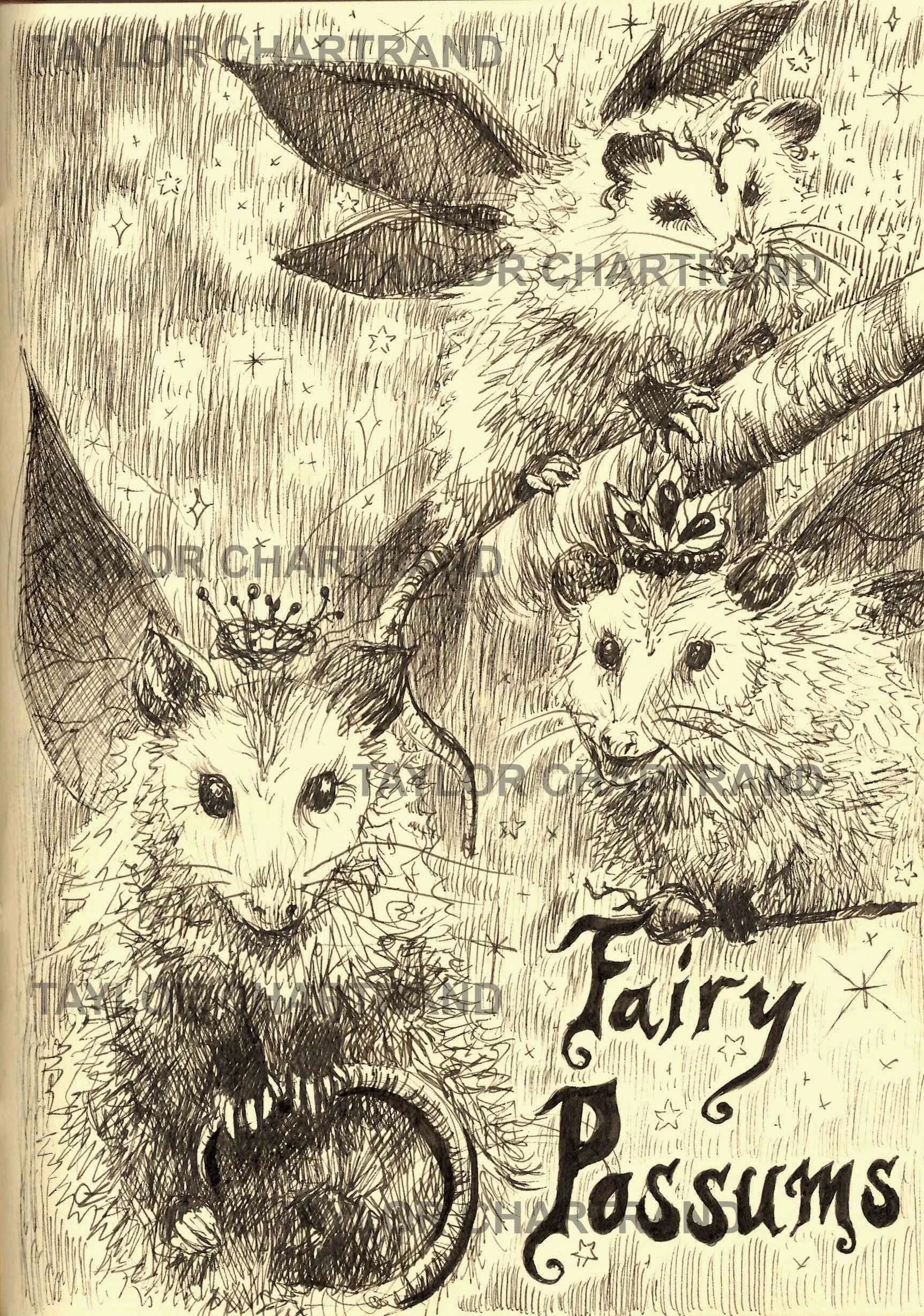 Fairy Opossums