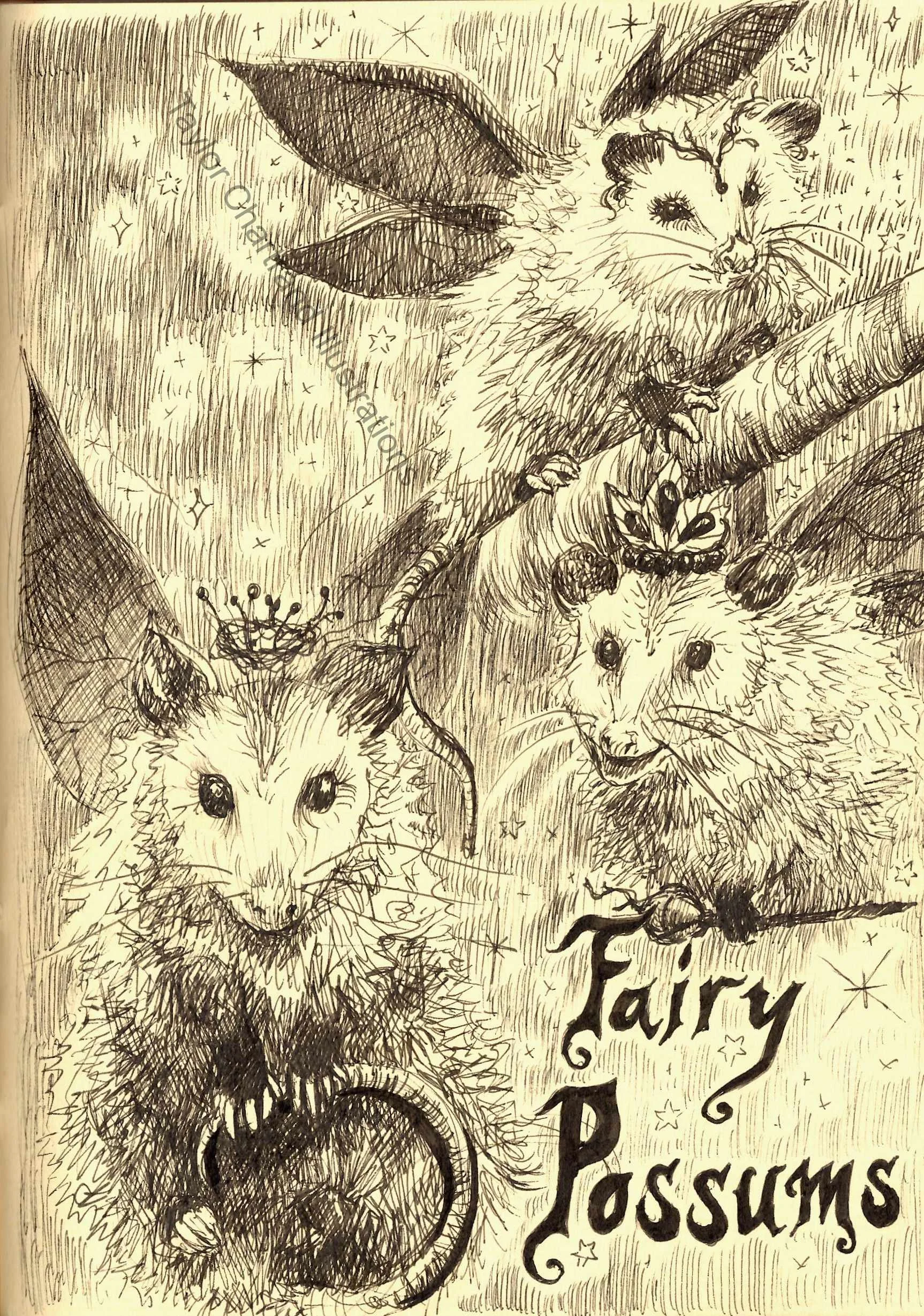 Fairy Opossums