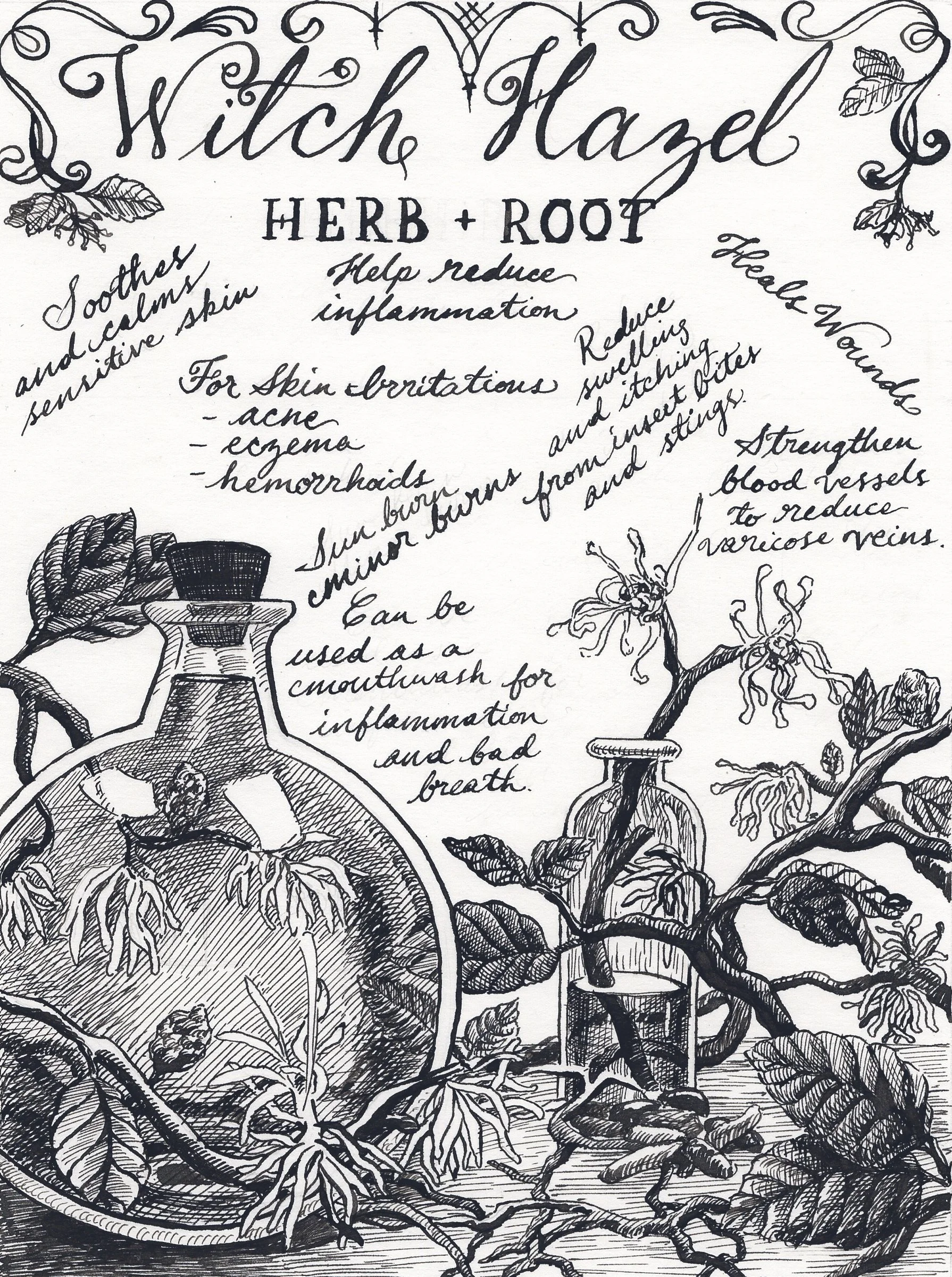 Witch Hazel Root Illustration