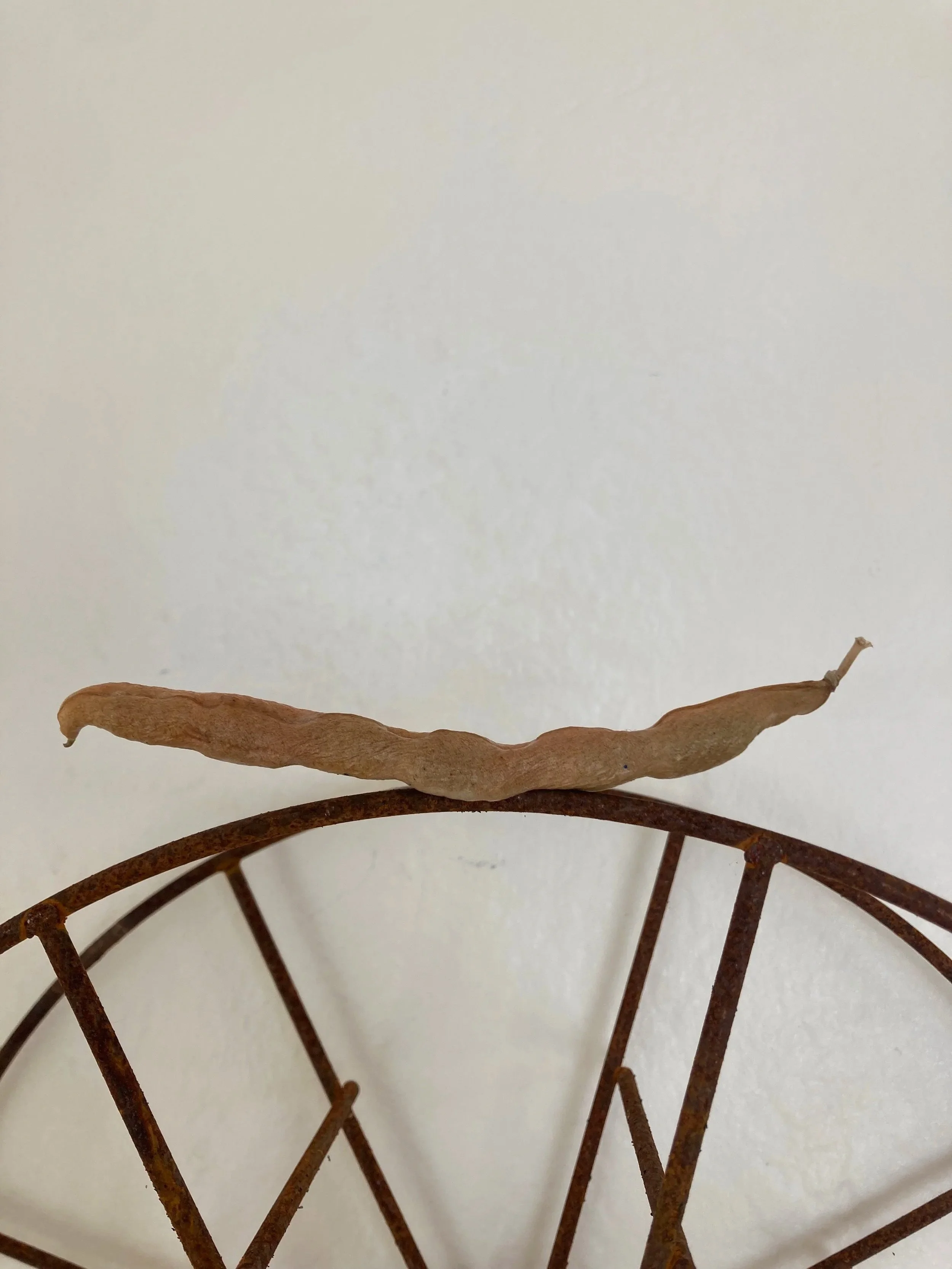 IMG_2811.jpeg