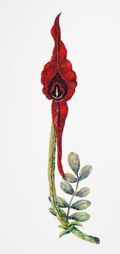Marrianne's clianthus 2013 after Marrianne Collinson-Campbell 1800s