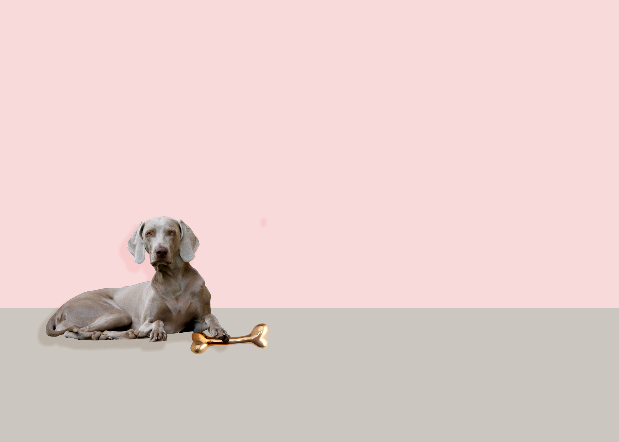 bones&joints dog.png