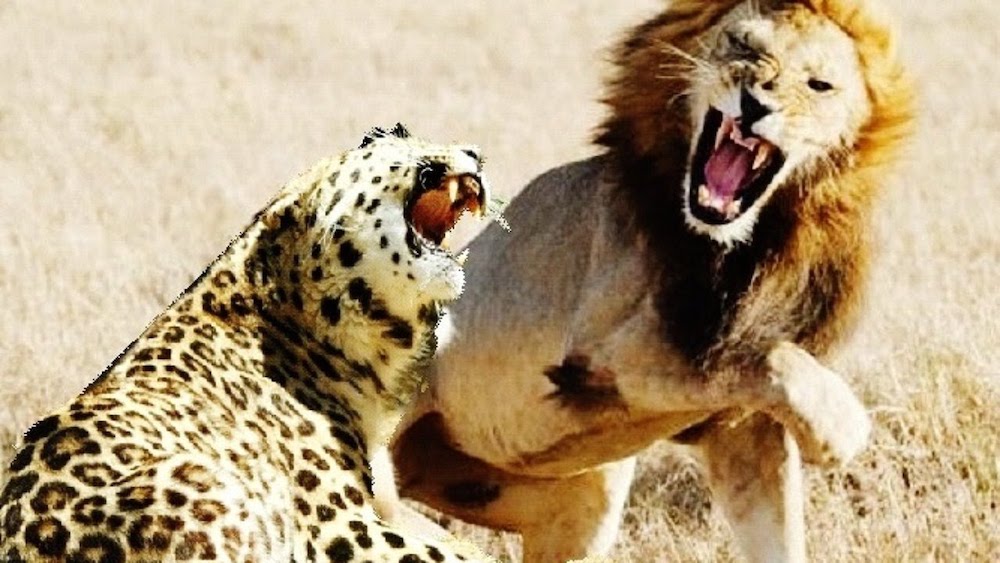 lion jaguar