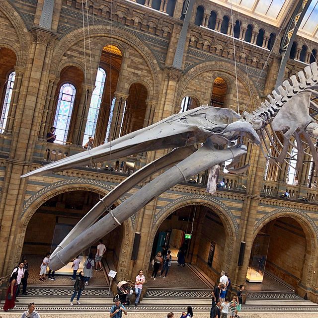 7 days and counting. Behind the scenes tour of the Natural History Museum (including a peep into the spirit jars collected by Darwin on the Beagle!!), a stroll through the food market at Harrod&rsquo;s, and the show du jour: Come From Away. Bitterswe