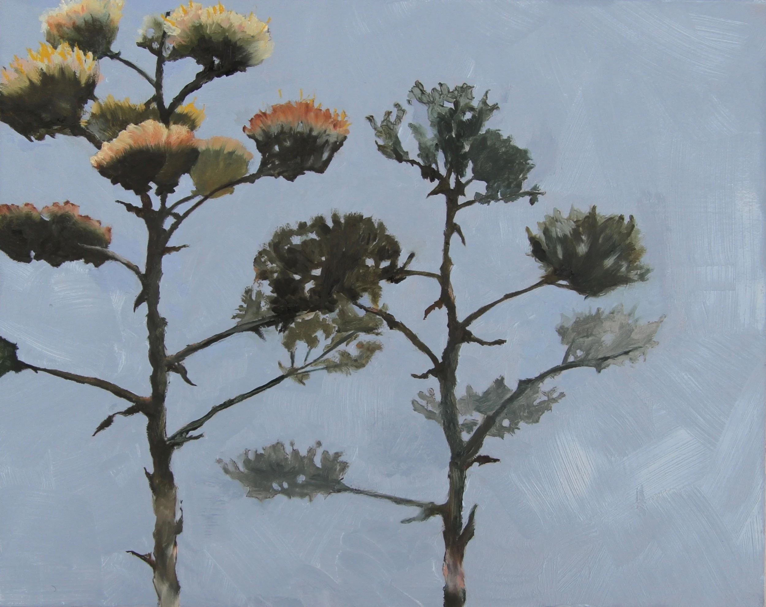 dying agaves oil 10x8