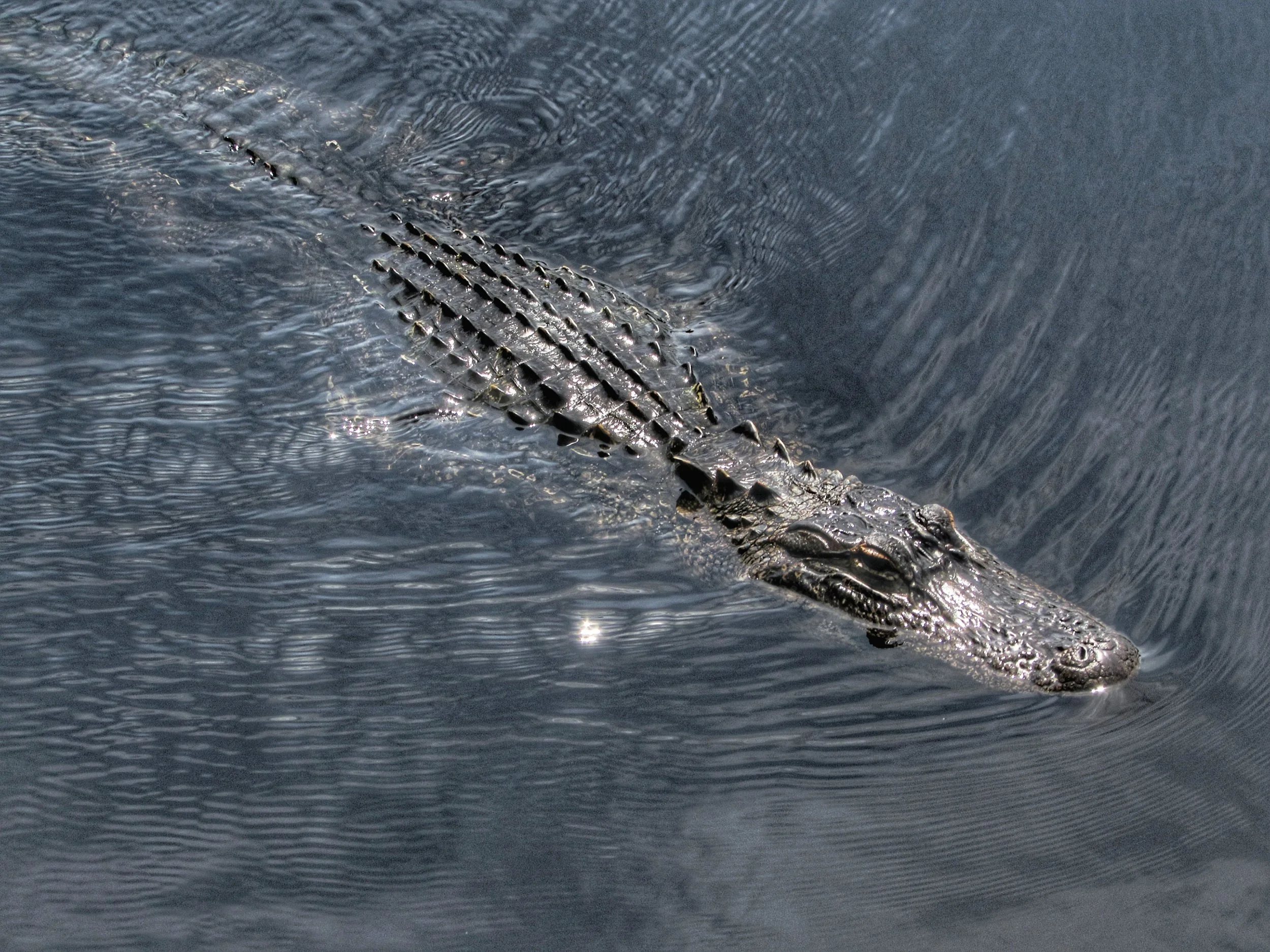 Florida Gator