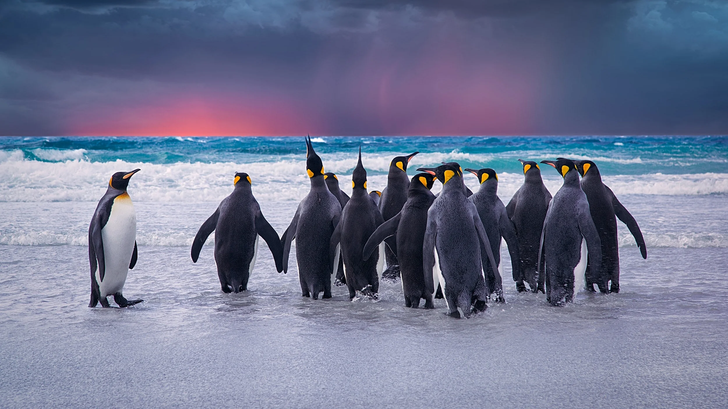 storyblocks-king-penguins-in-the-falkland-islands_B4jXhq6Nz.jpg