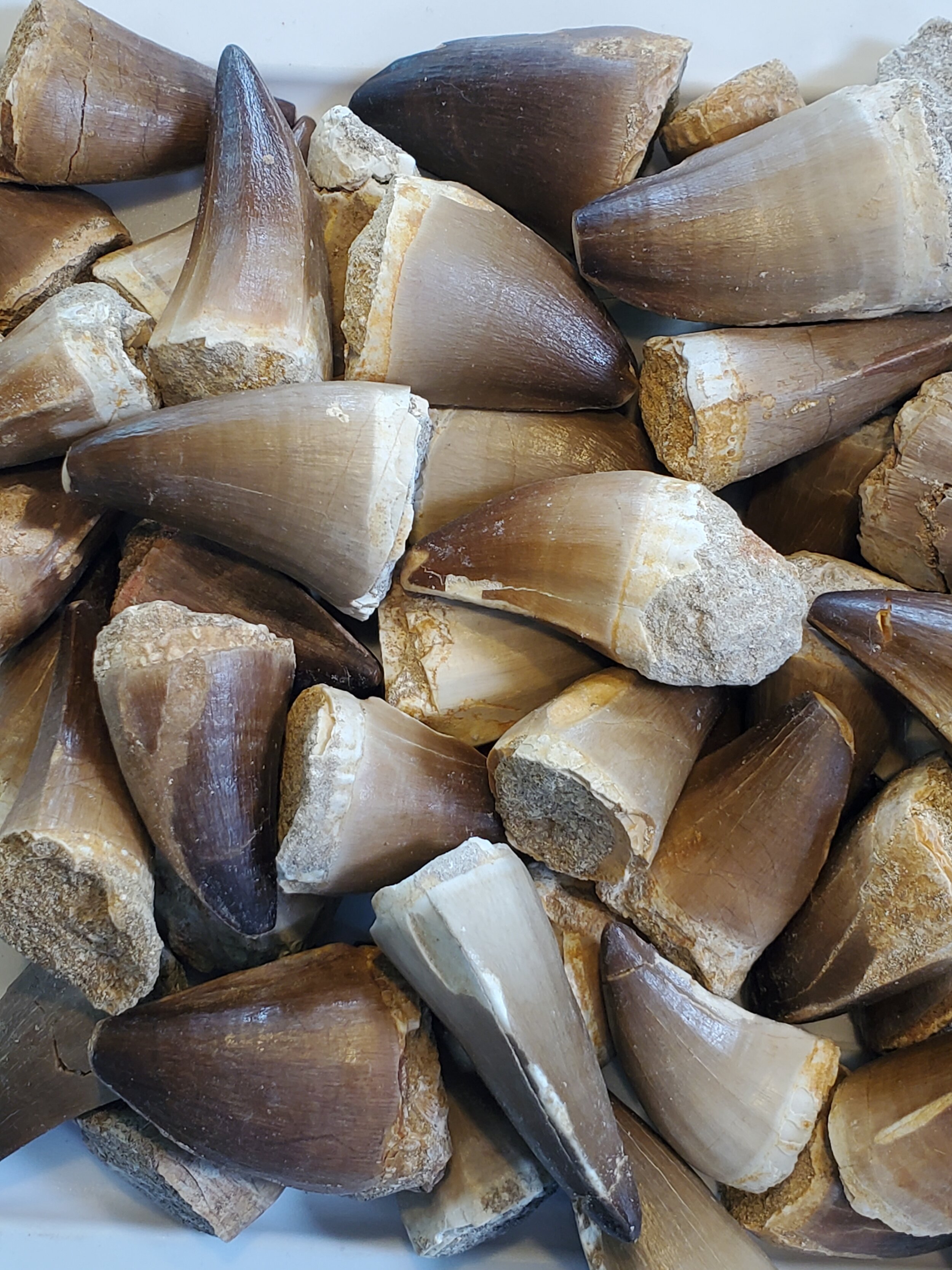 Mosasaur Tooth from Morocco 1.5"+