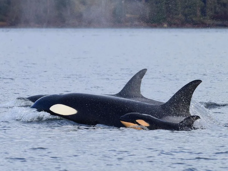 Baby Orca.jpg