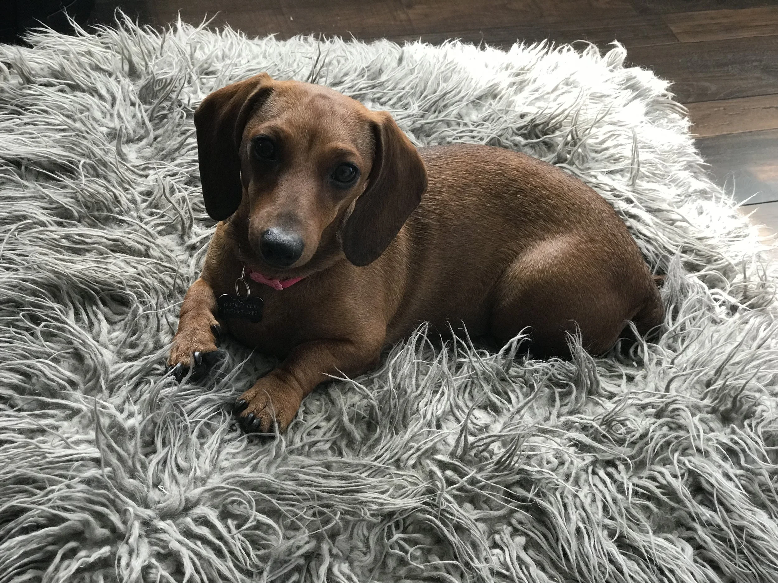 Beans, modeling.
