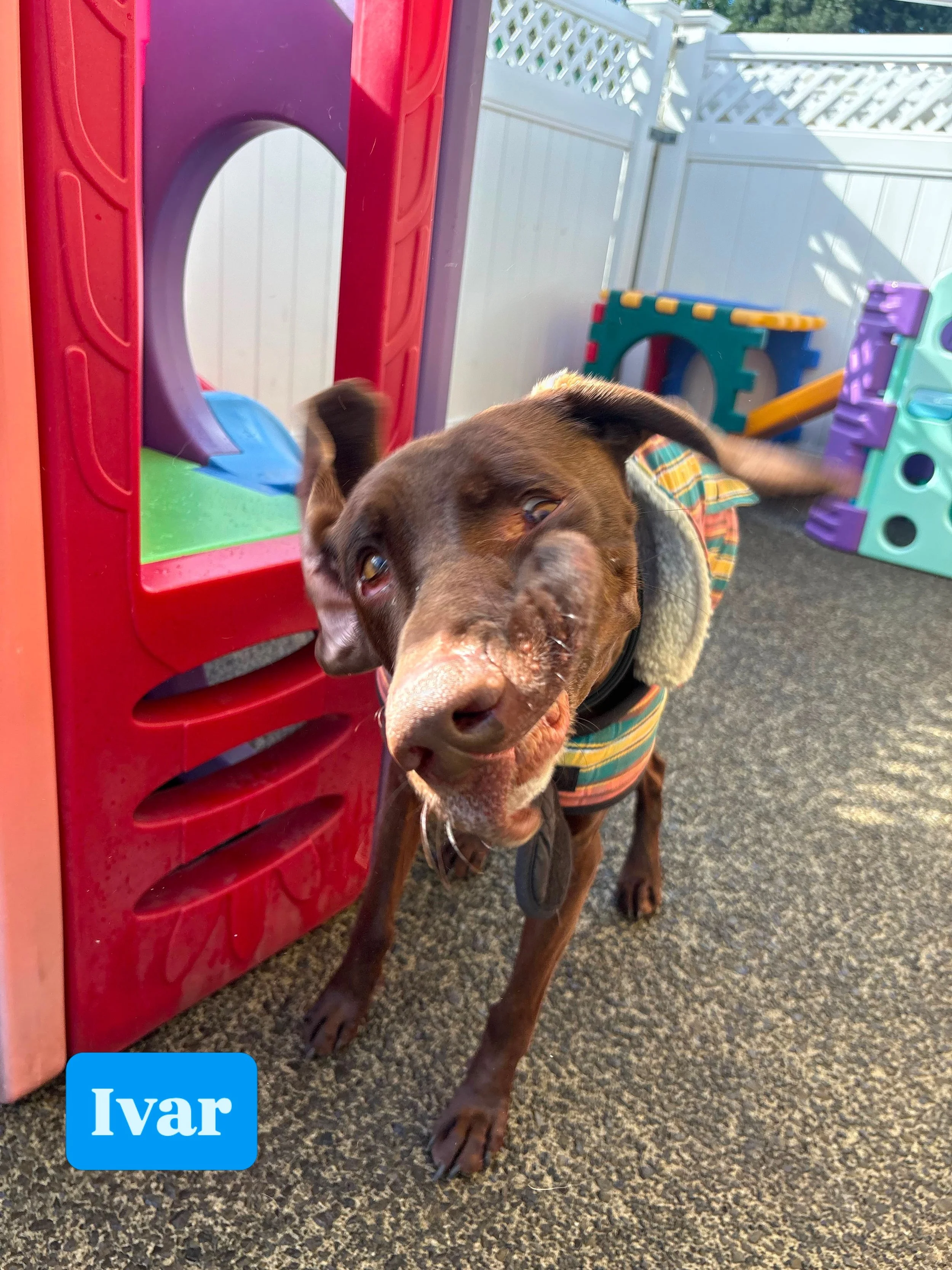 Vote for who has today&rsquo;s silliest face! 🤪

#jollydogsdaycareandgrooming #aucklanddogdaycare #silliestface #dogsofinstagram #dogsofauckland