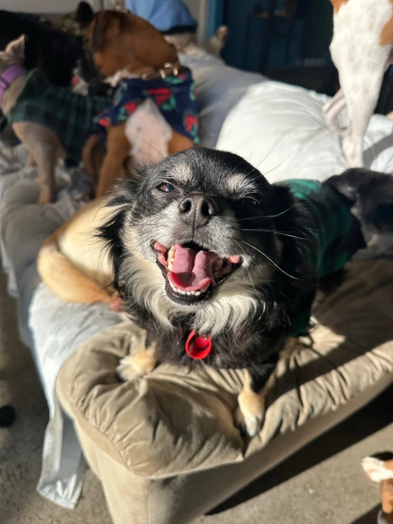 🐾💙 Farewell for Now, Sprokit! 💙🐾

Today we said goodbye to our very good friend Sprokit as he heads off on his next big adventure and move away!

From your hilarious zoomies, your big cuddles and all the sweet tail wags at the front door, daycare