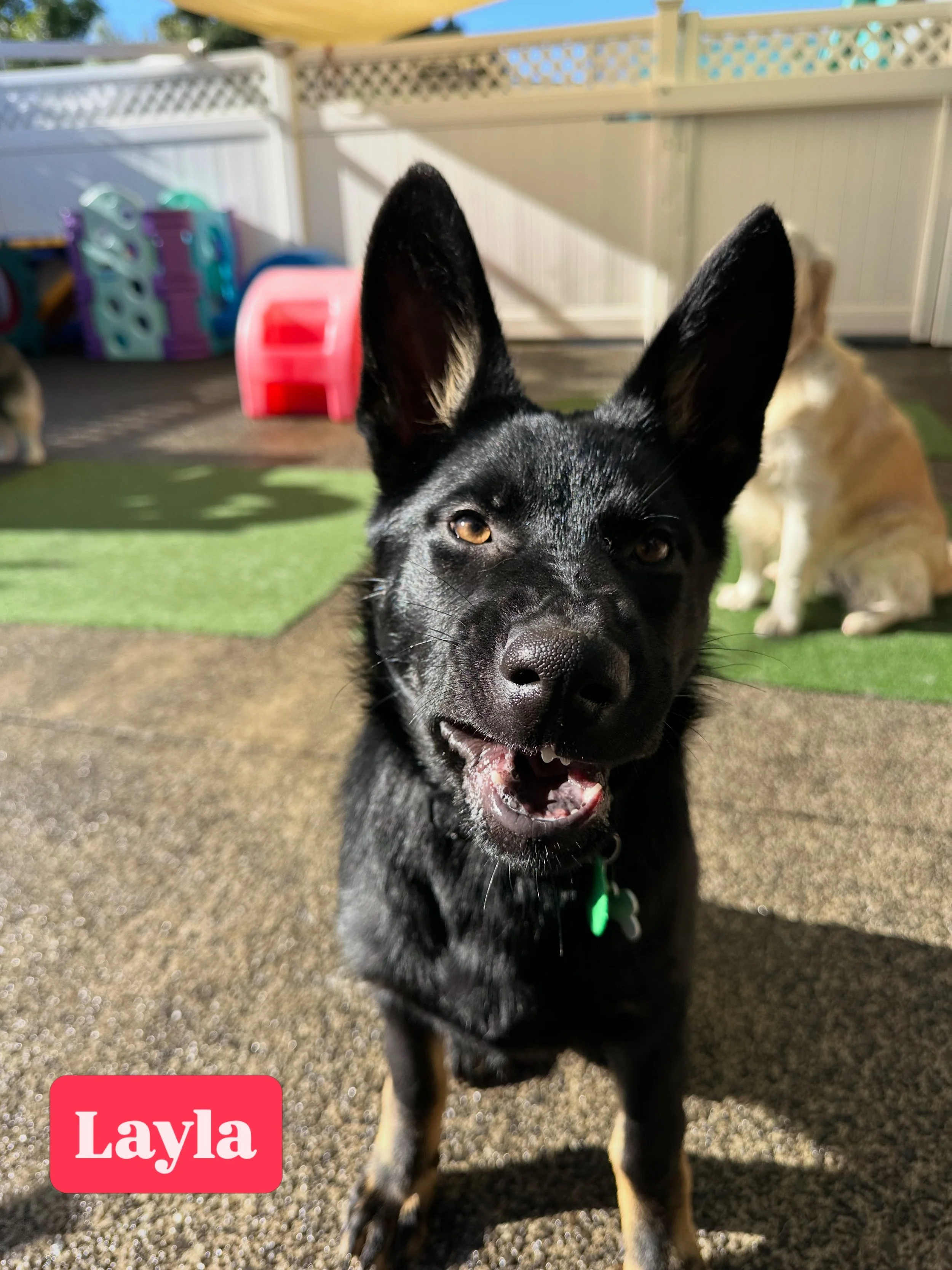 Vote for who has today&rsquo;s silliest face! 🤪

#jollydogsdaycareandgrooming #aucklanddogdaycare #silliestface #dogsofinstagram #dogsofauckland