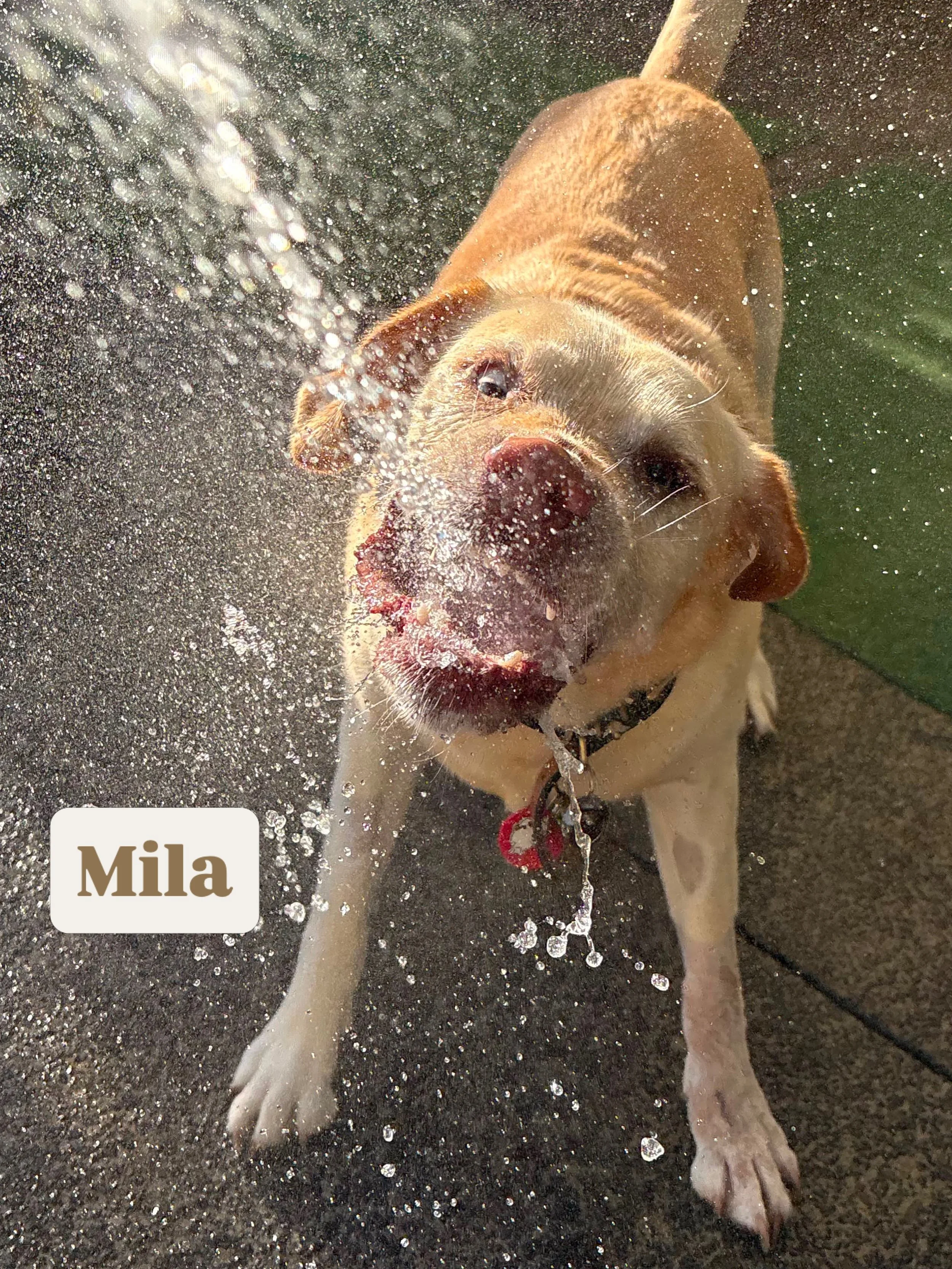 Vote for who has today&rsquo;s silliest face! 🤪

#jollydogsdaycare #aucklanddogdaycare #silliestfaces #dogsofinstagram #dogsofauckland
