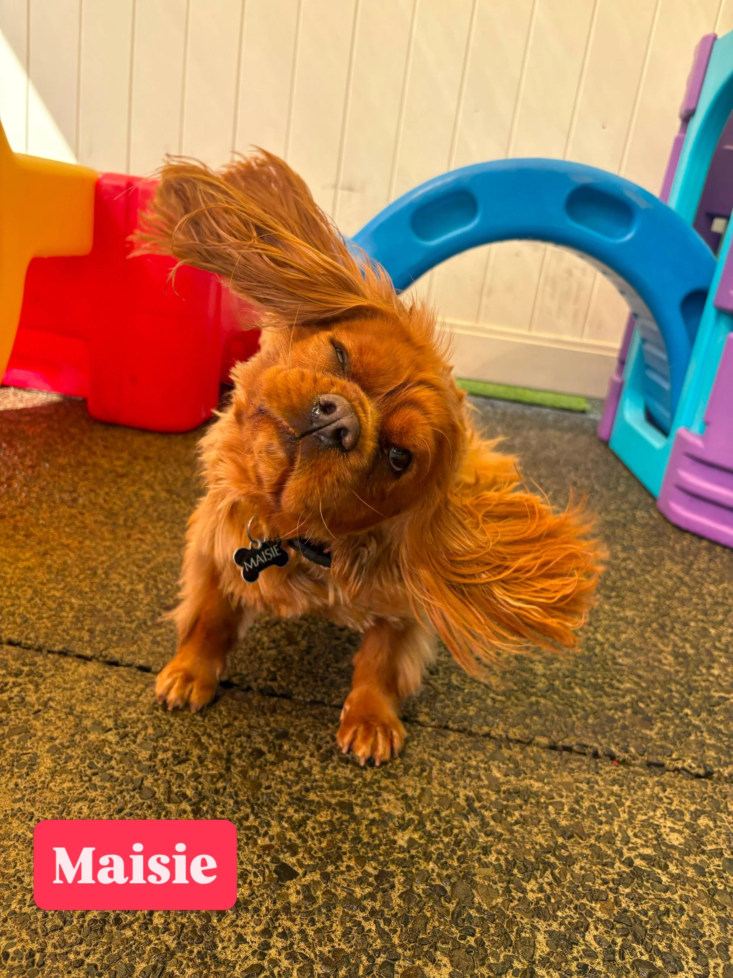 Vote for who has today&rsquo;s silliest face! 🤪

#jollydogsdaycareandgrooming #aucklanddogdaycare #silliestface #dogsofinstagram #dogsofauckland