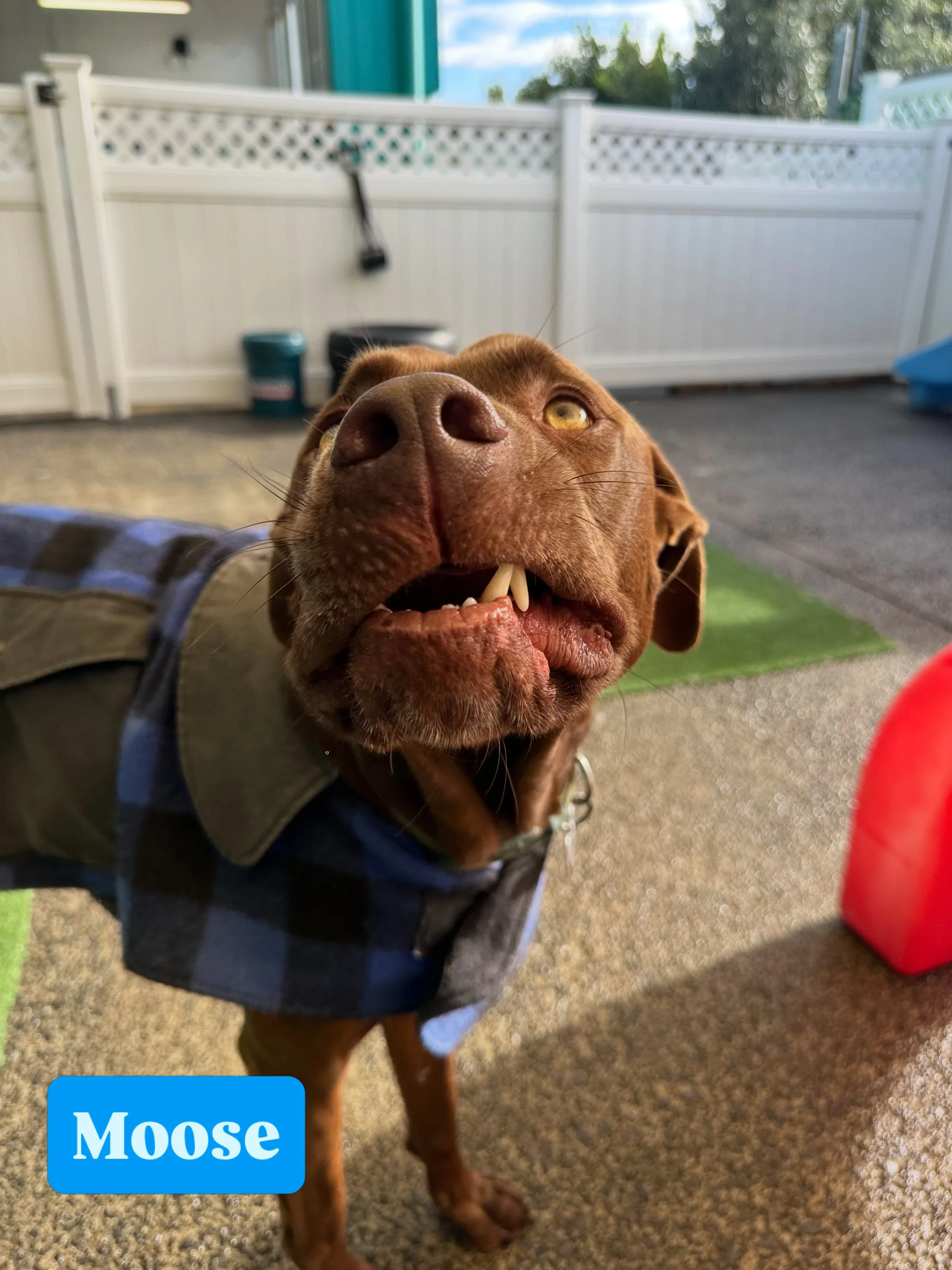 Vote for who has today&rsquo;s silliest face! 🤪

#jollydogsdaycareandgrooming #aucklanddogdaycare #silliestface #dogsofinstagram #dogsofauckland