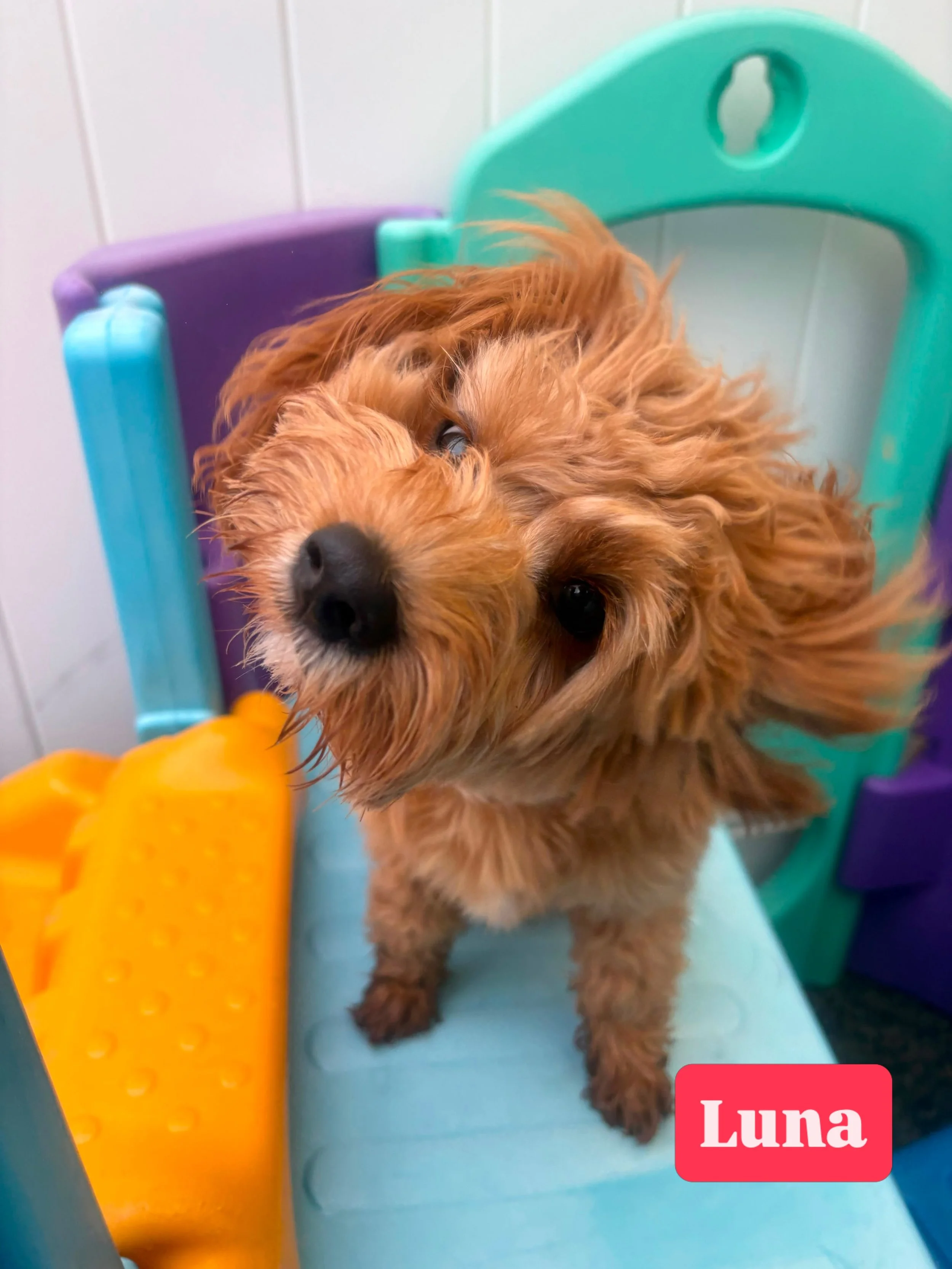 Vote for who has today&rsquo;s silliest face! 🤪

#jollydogsdaycareandgrooming #aucklanddogdaycare #silliestface #dogsofinstagram #dogsofauckland