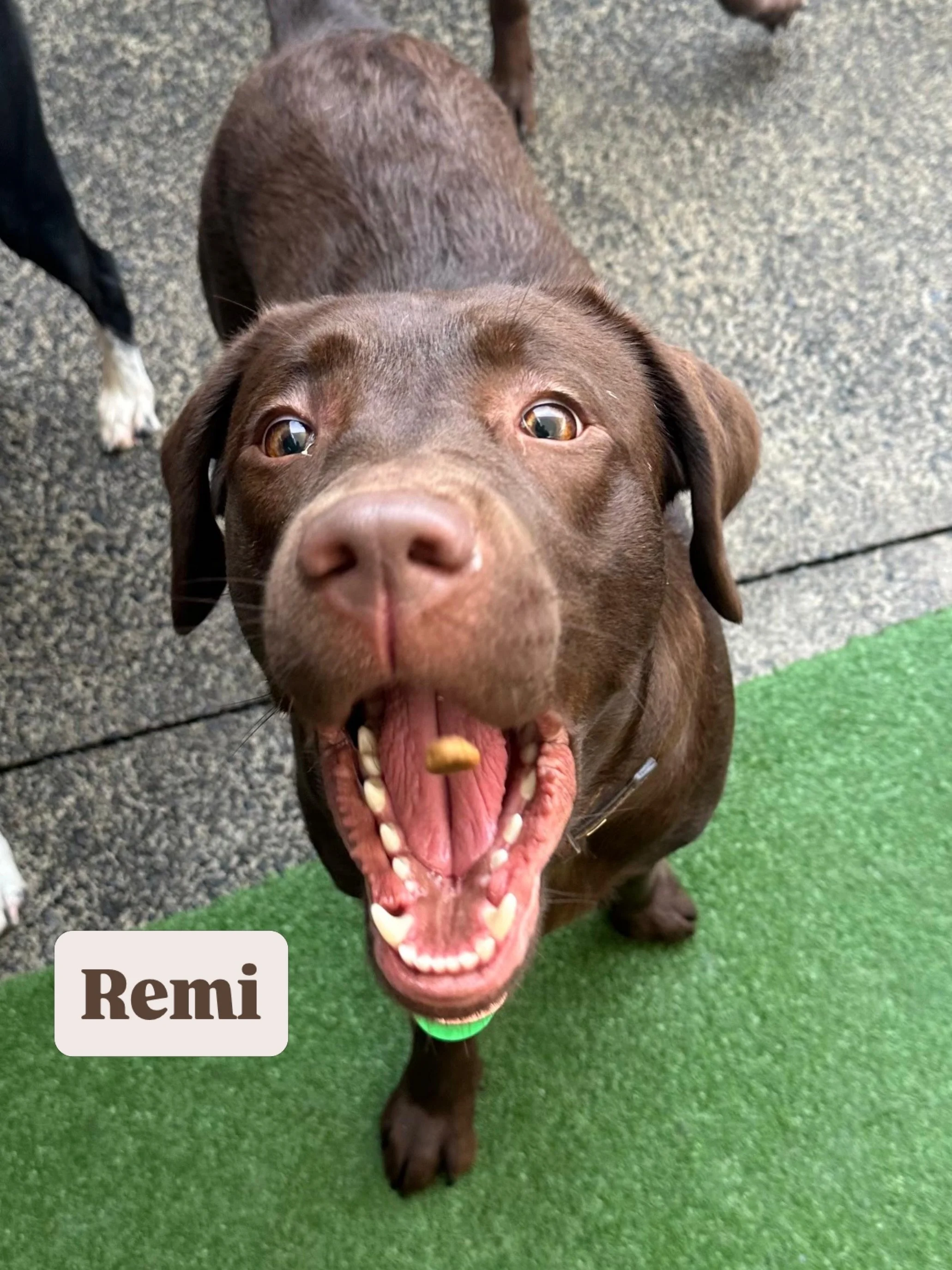 Vote for who has today&rsquo;s silliest face! 🤪

#jollydogsdaycare #aucklanddogdaycare #silliestfaces #dogsofinstagram #dogsofauckland
