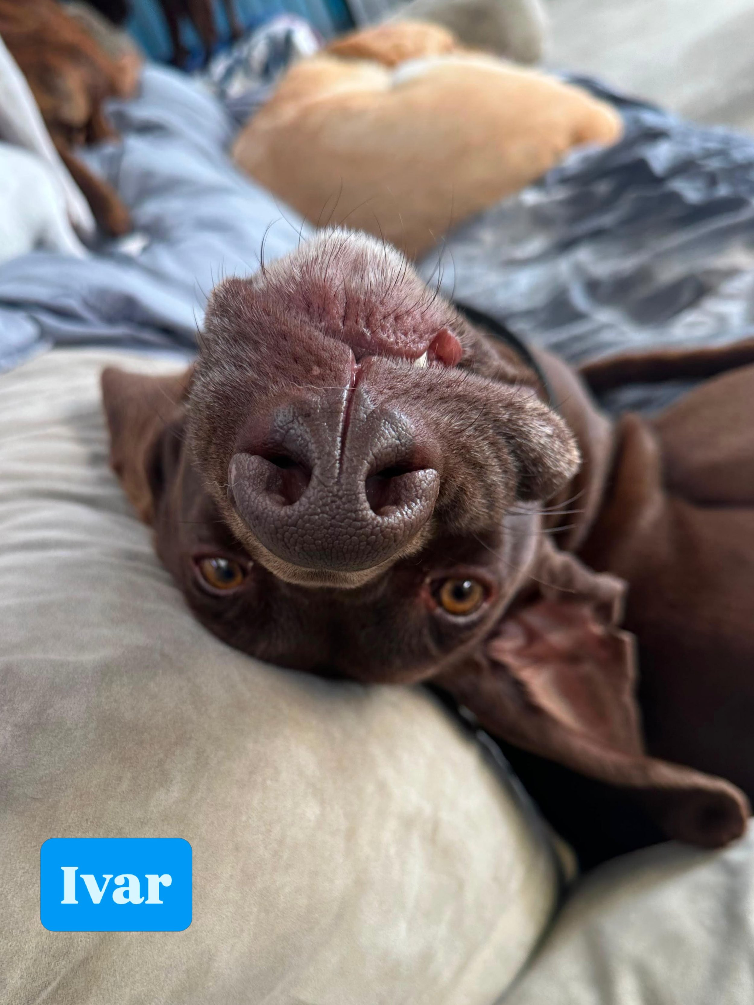 Vote for who has today&rsquo;s silliest face! 🤪

#jollydogsdaycareandgrooming #aucklanddogdaycare #silliestface #dogsofinstagram #dogsofauckland