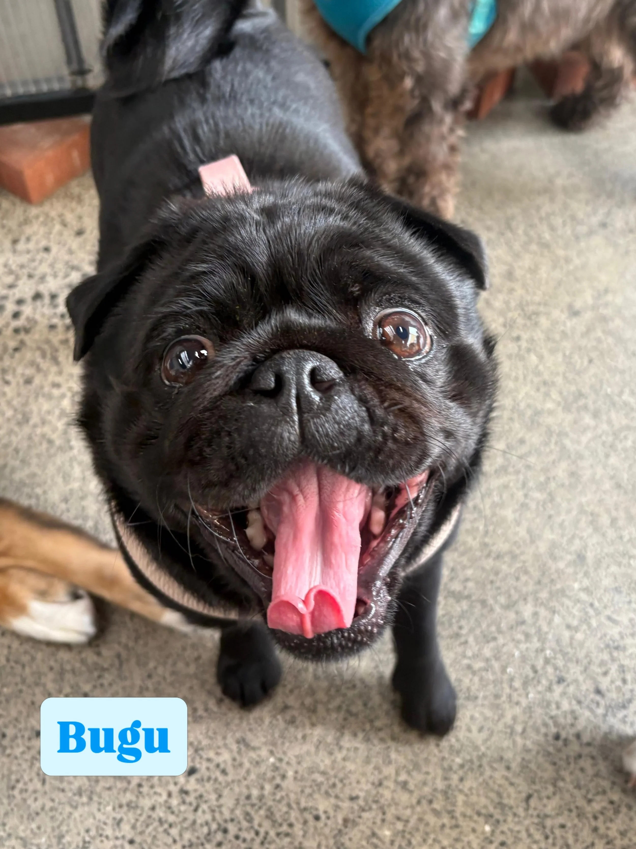 Vote for who has today&rsquo;s silliest face! 🤪

#jollydogsdaycareandgrooming #aucklanddogdaycare #silliestface #dogsofinstagram #dogsofauckland