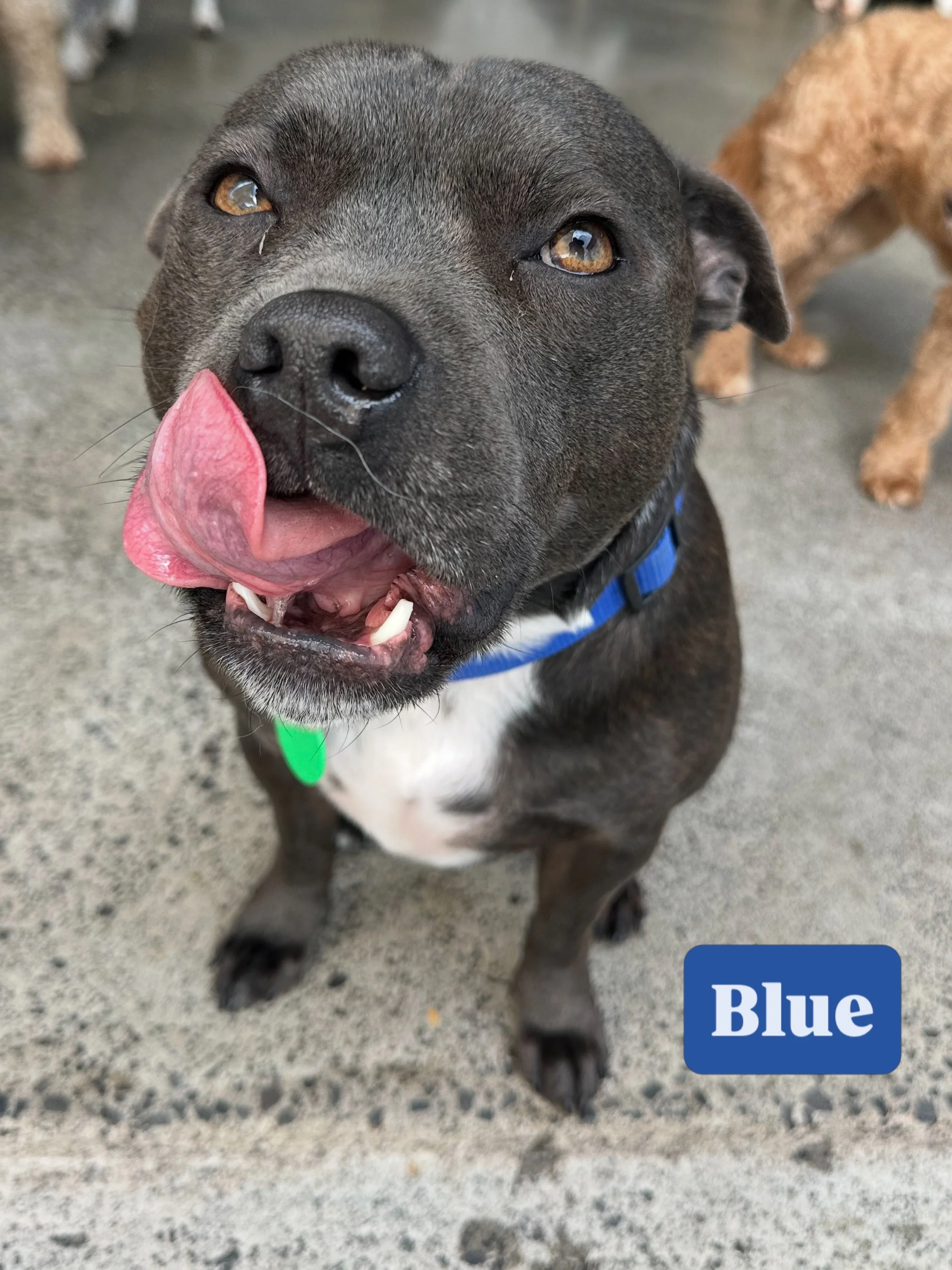 Vote for who has today&rsquo;s silliest face! 🤪

#jollydogsdaycare #aucklanddogdaycare #silliestfaces #dogsofinstagram #dogsofauckland