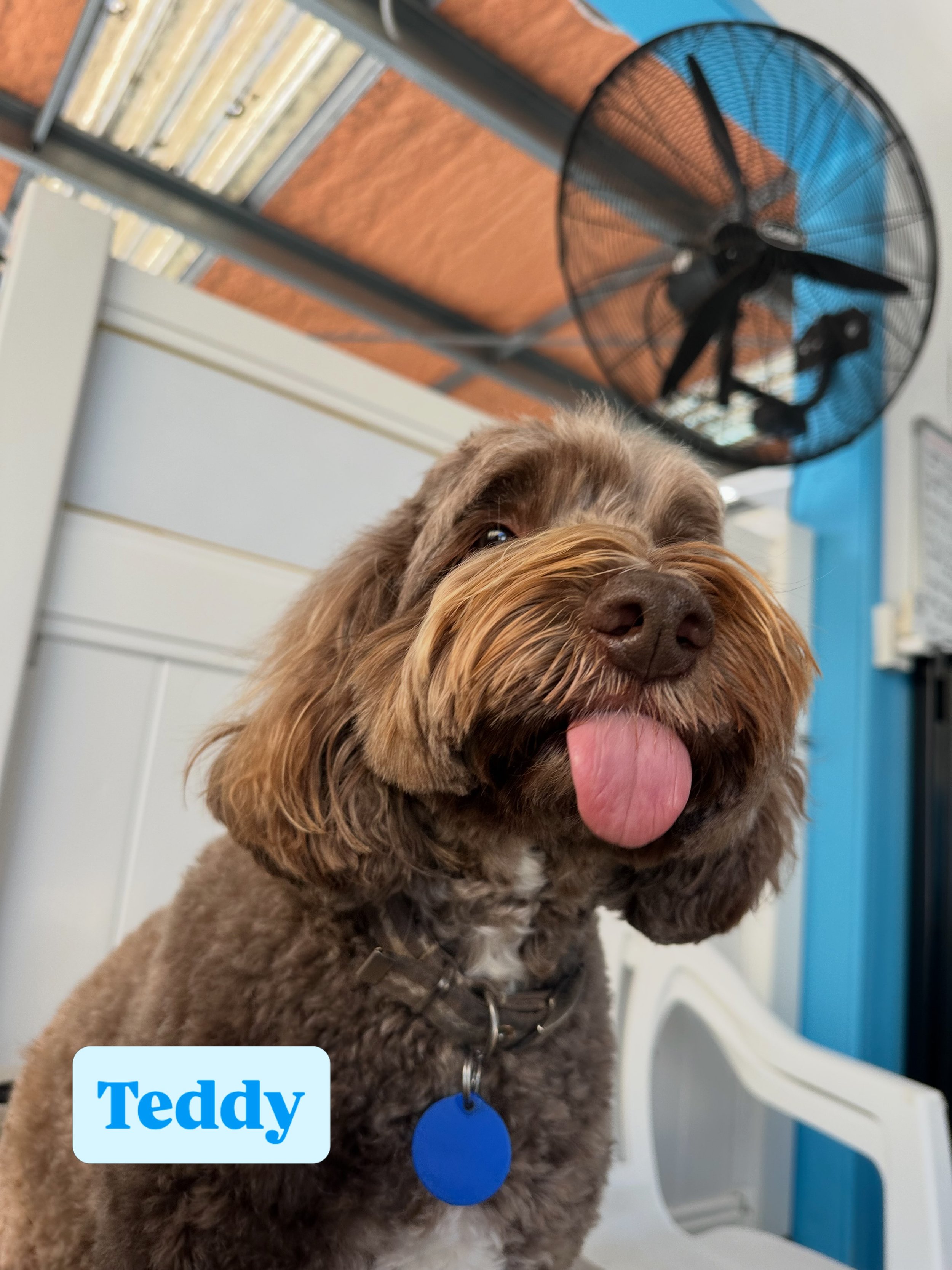 Vote for who has today&rsquo;s silliest face! 🤪

#jollydogsdaycareandgrooming #aucklanddogdaycare #silliestface #dogsofinstagram #dogsofauckland