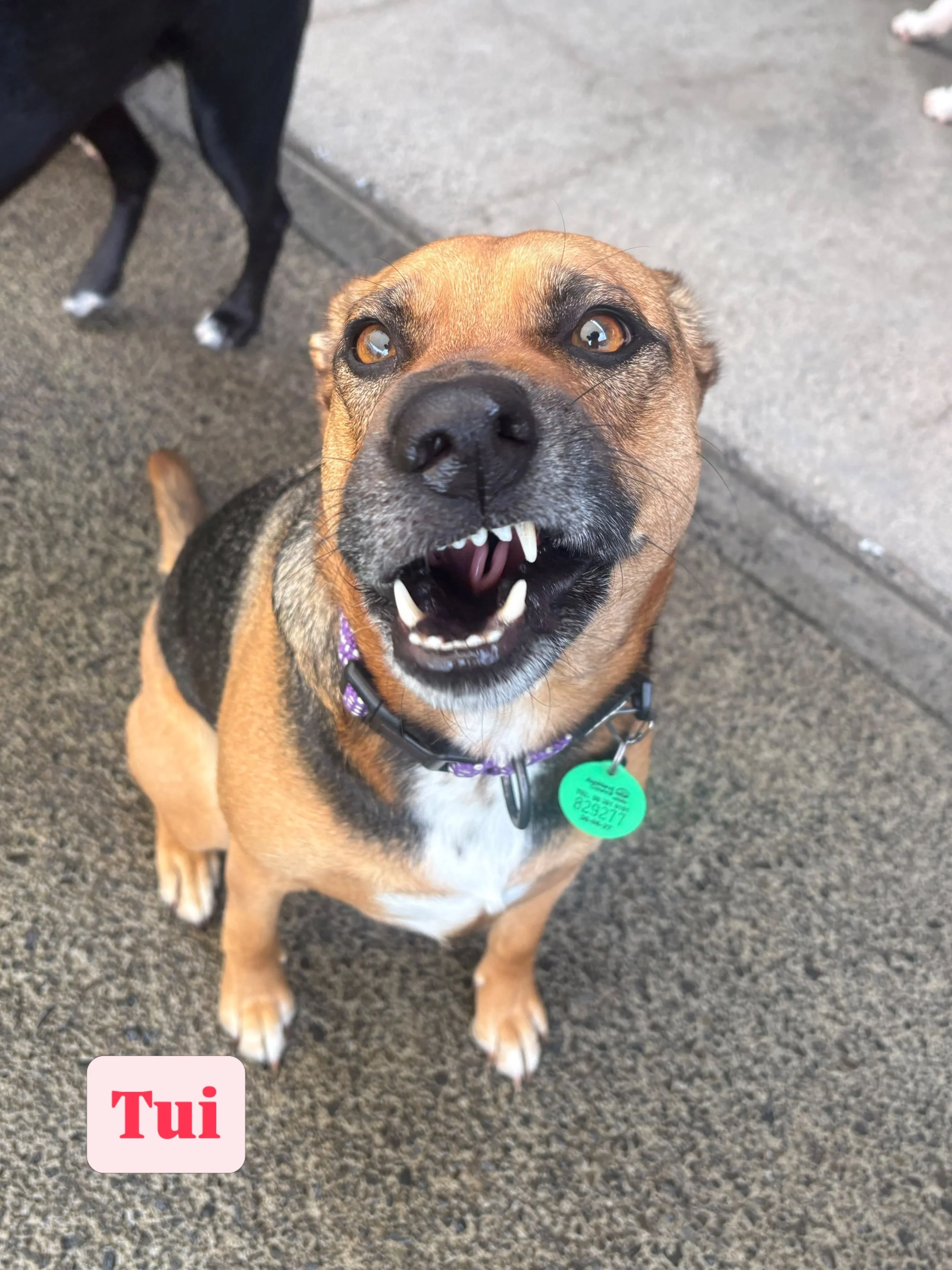 Vote for who has today&rsquo;s silliest face! 🤪

#jollydogsdaycareandgrooming #aucklanddogdaycare #silliestface #dogsofinstagram #dogsofauckland