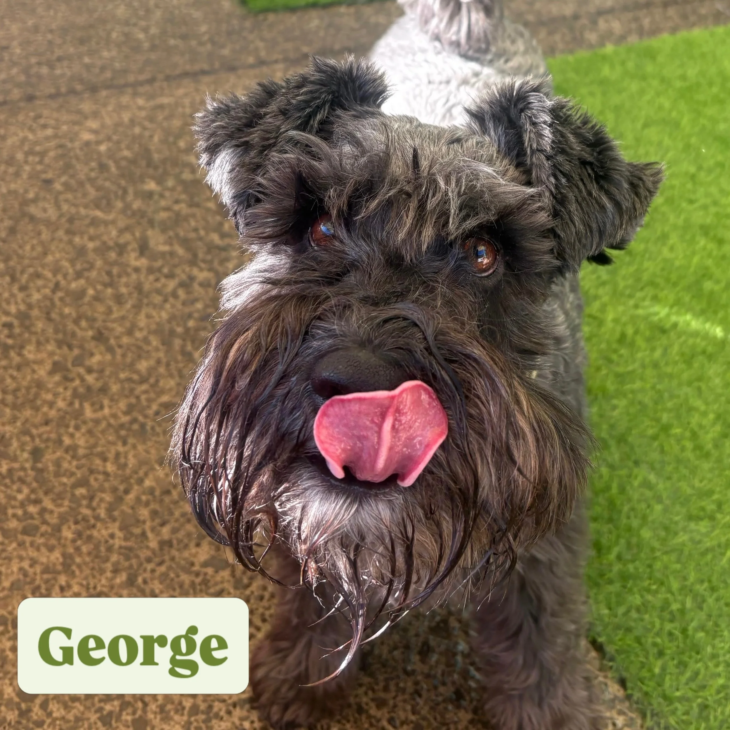 Vote for who has today&rsquo;s silliest face! 🤪

#jollydogsdaycare #aucklanddogdaycare #silliestfaces #dogsofinstagram #dogsofauckland