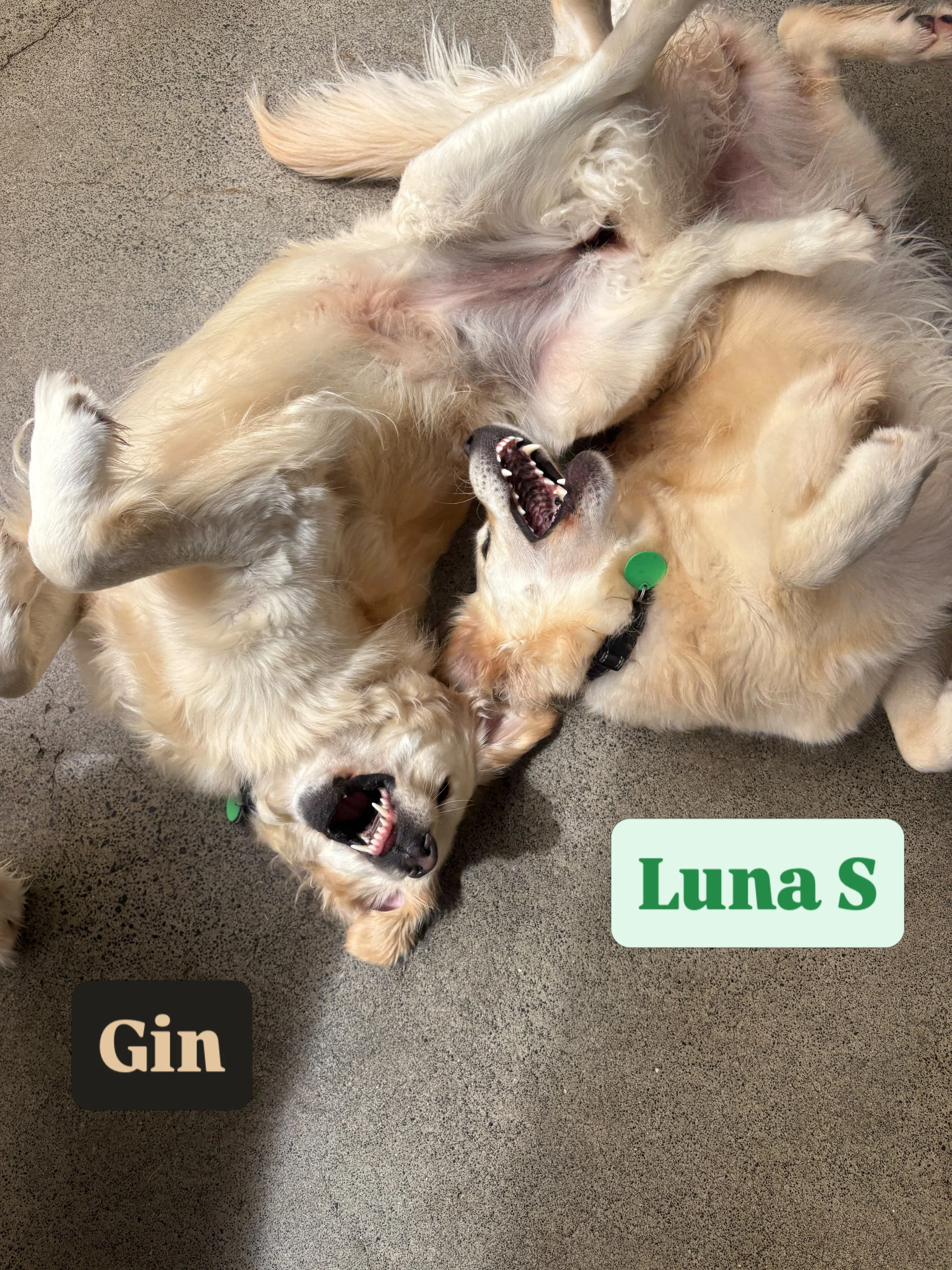 Vote for who has today&rsquo;s silliest face! 🤪

#jollydogsdaycare #aucklanddogdaycare #silliestfaces #dogsofinstagram #dogsofauckland