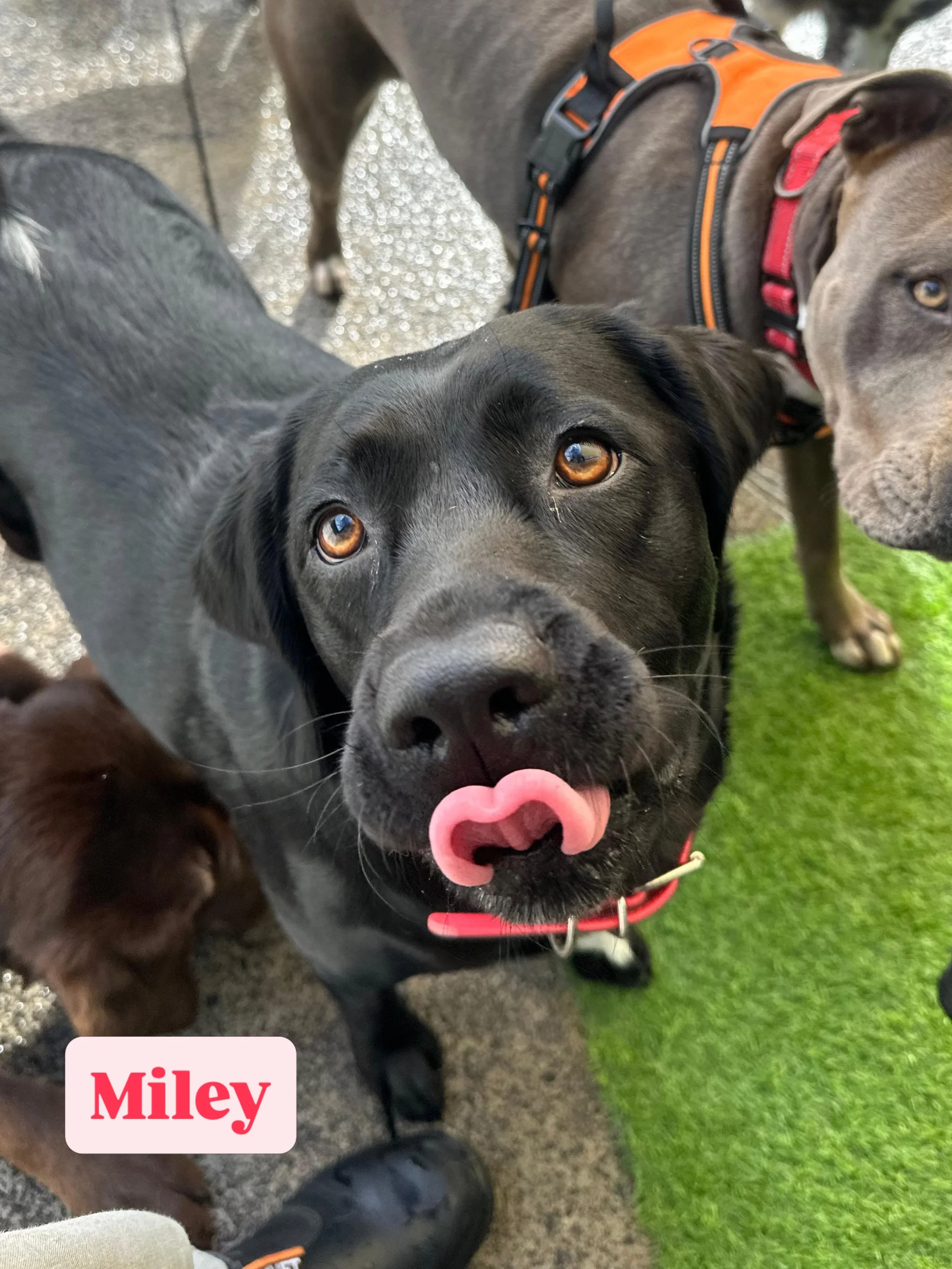 Vote for who has today&rsquo;s silliest face! 🤪

#jollydogsdaycareandgrooming #aucklanddogdaycare #silliestface #dogsofinstagram #dogsofauckland