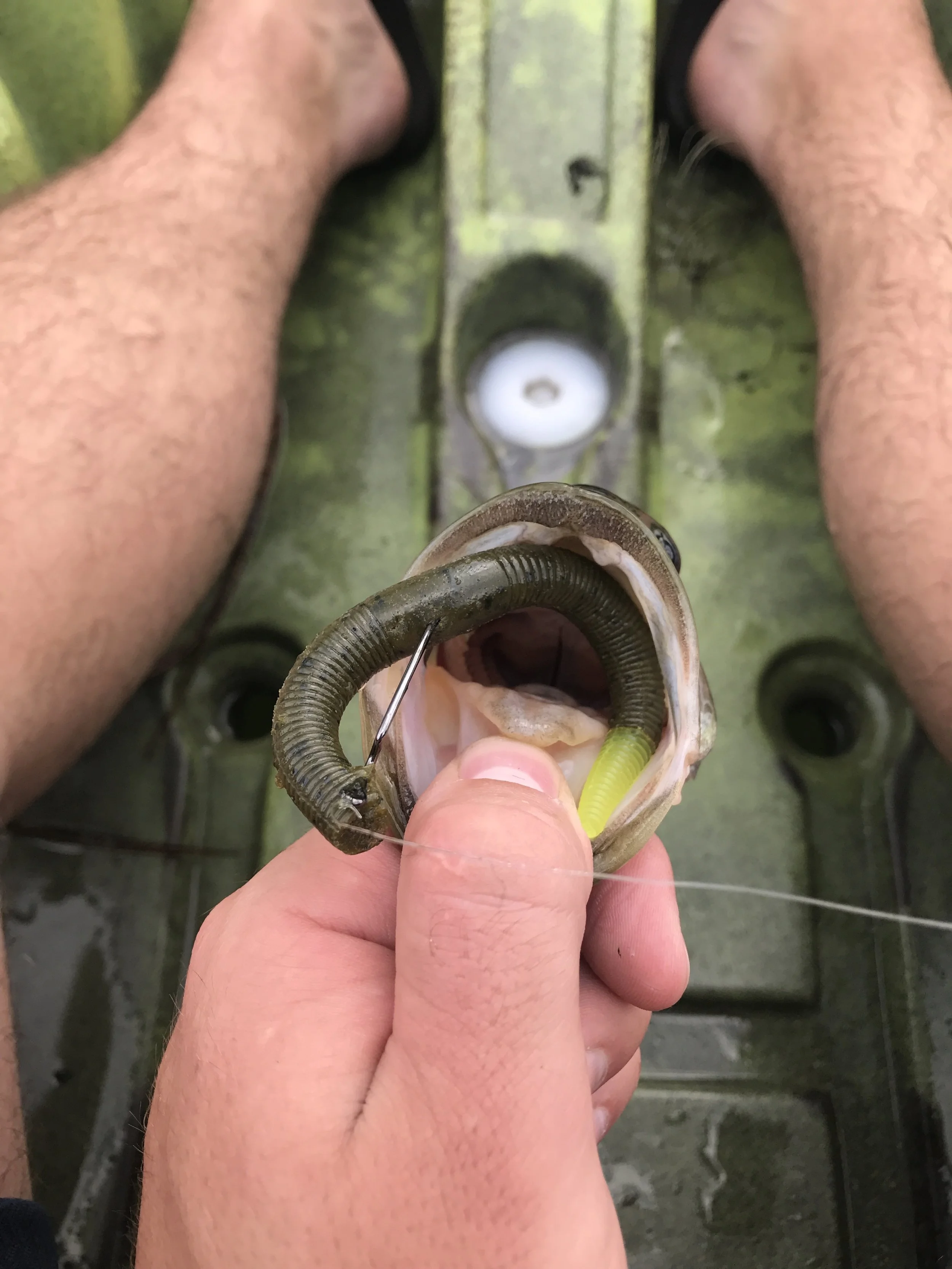 Pre-Frontal Bass-Patterning Bonanza