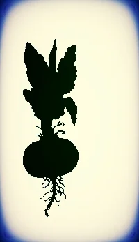 beetRoot.jpg