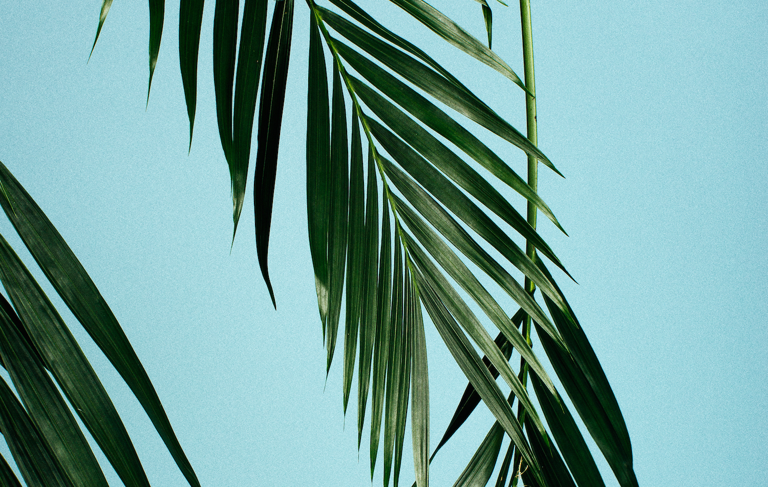 fp_lg_087A3915.jpg