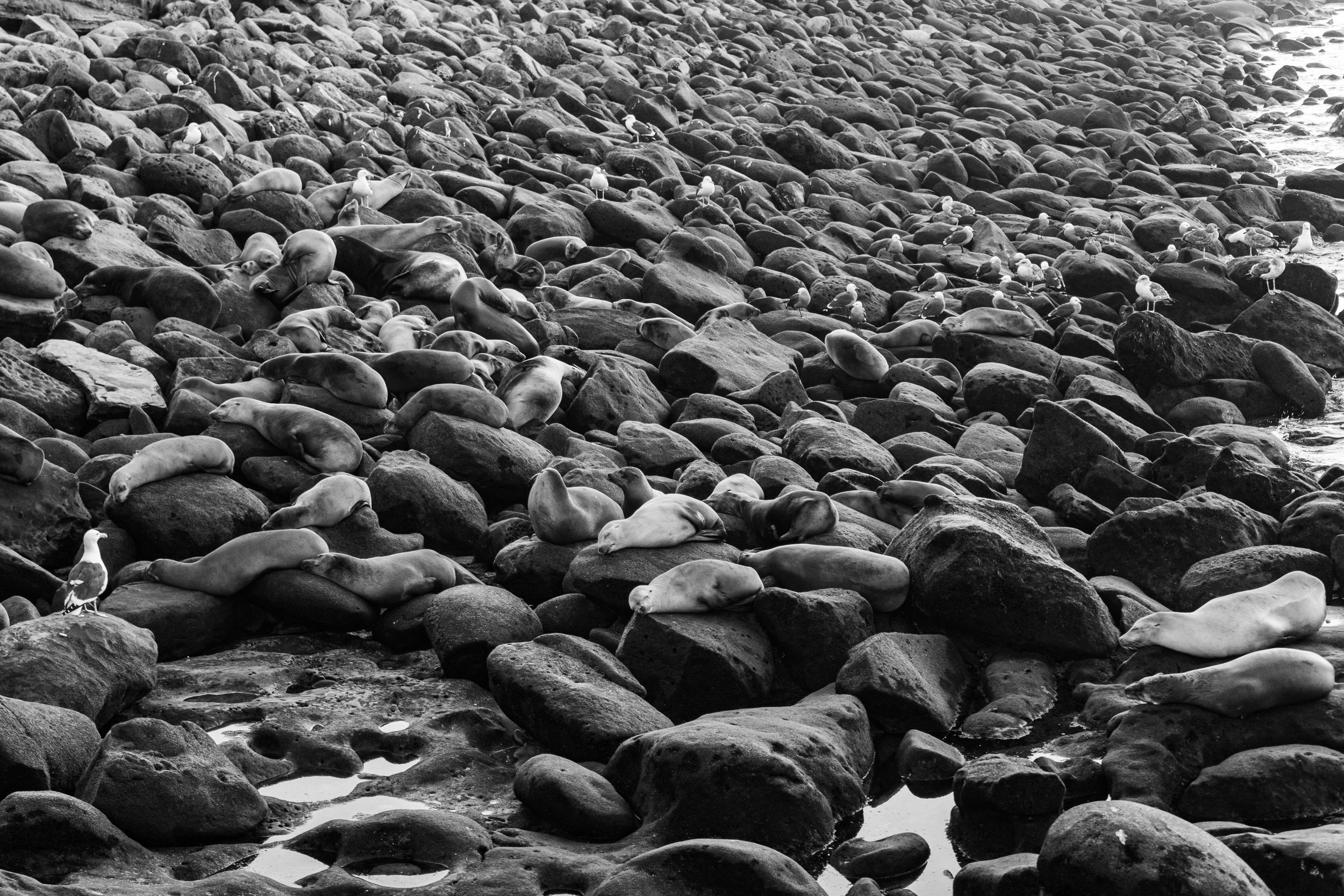 Sea Lions in La Jolla Cove