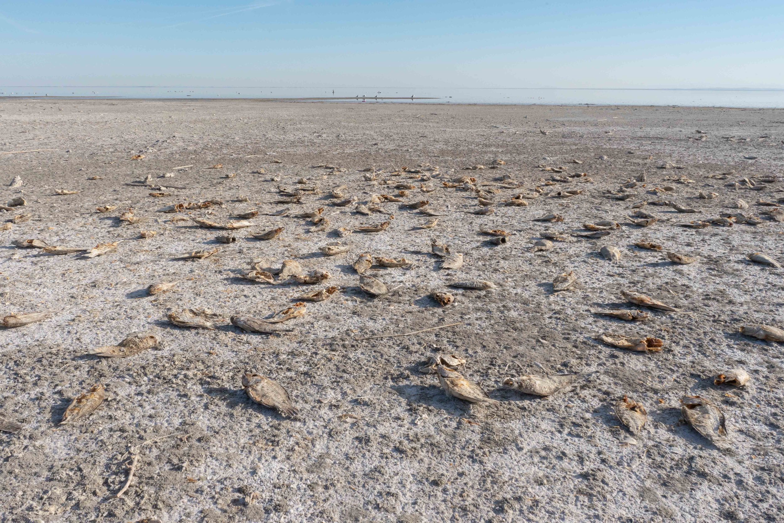 Dead Fish at the Salton Sea