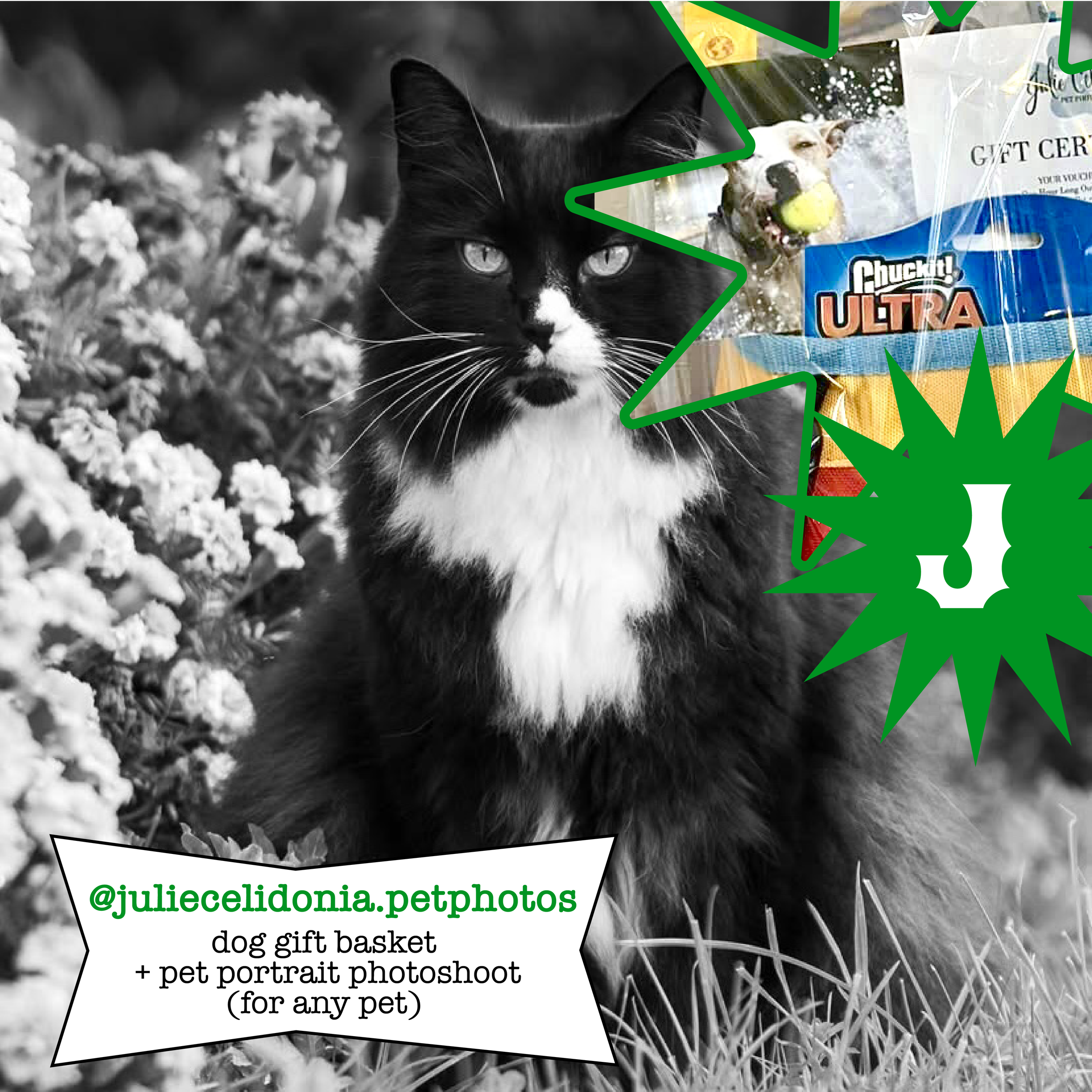 J.juliecelidonia.petphotos.png