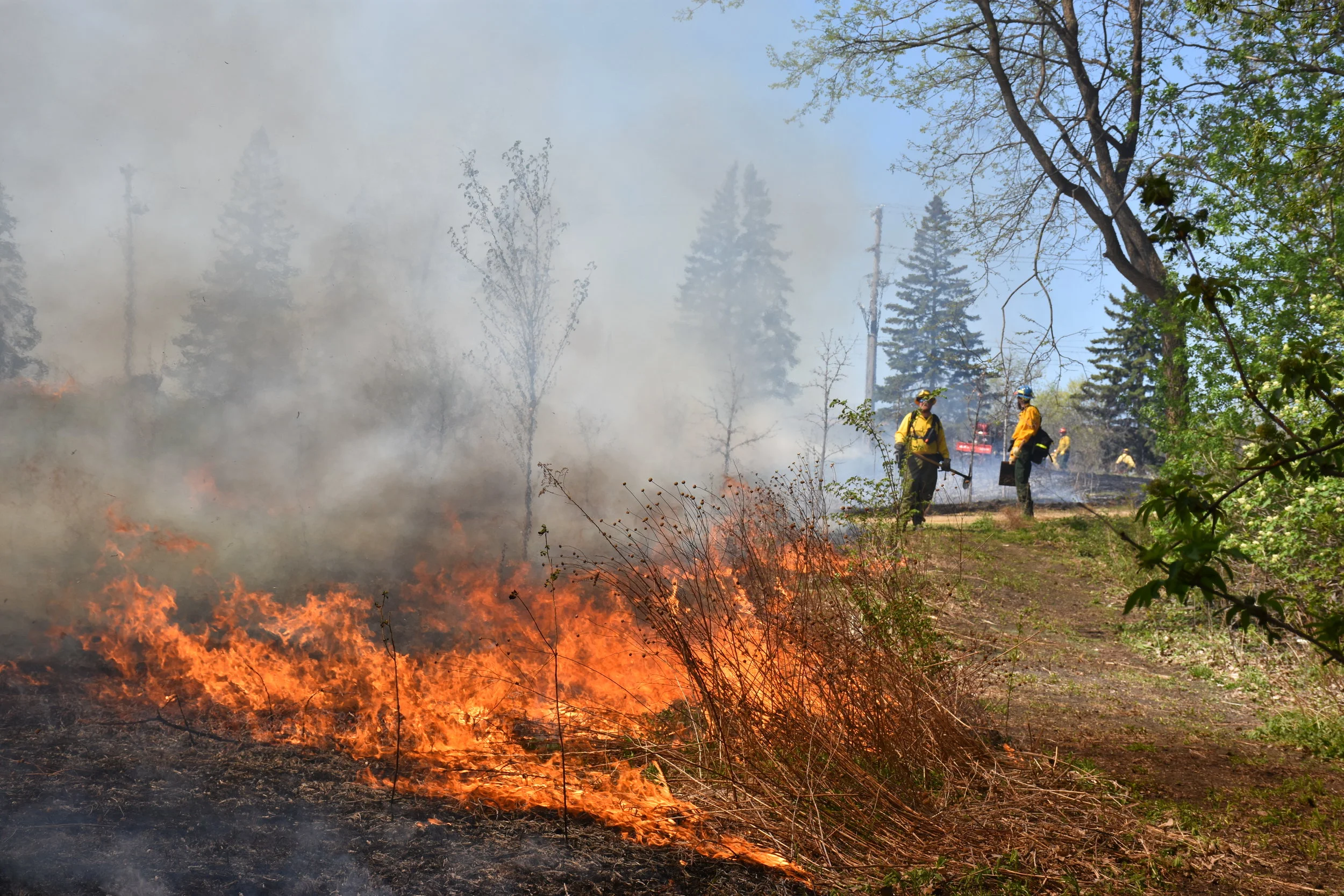 Prescribed Burn at Coldwater Spring