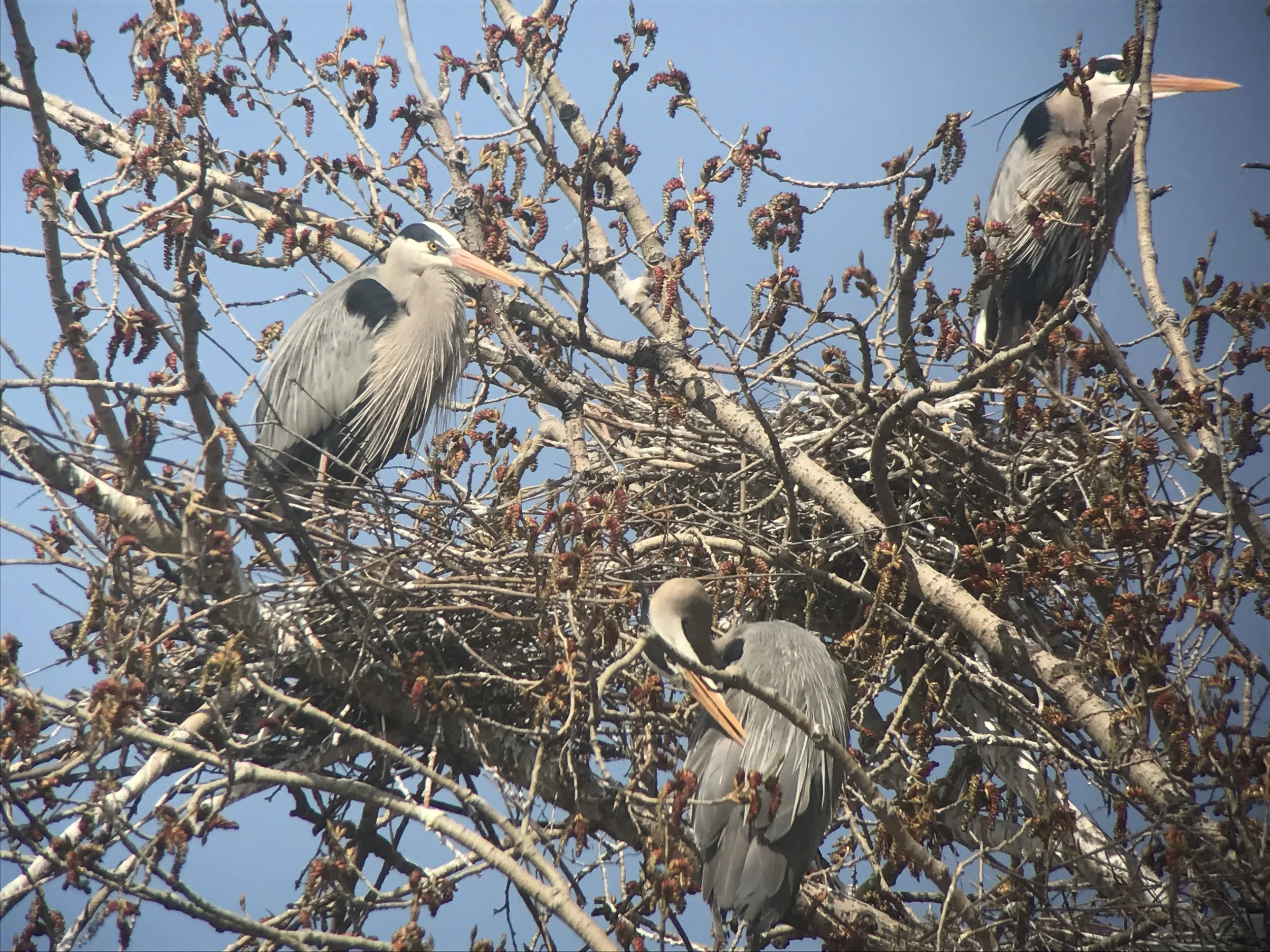 Welcome Back the Herons 2026