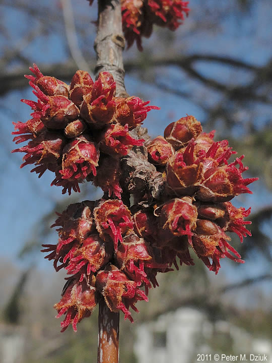  Female flower clusters on a silver maple. Photo courtesy of Minnesota Wildflowers and Peter M. Dziuk.    
