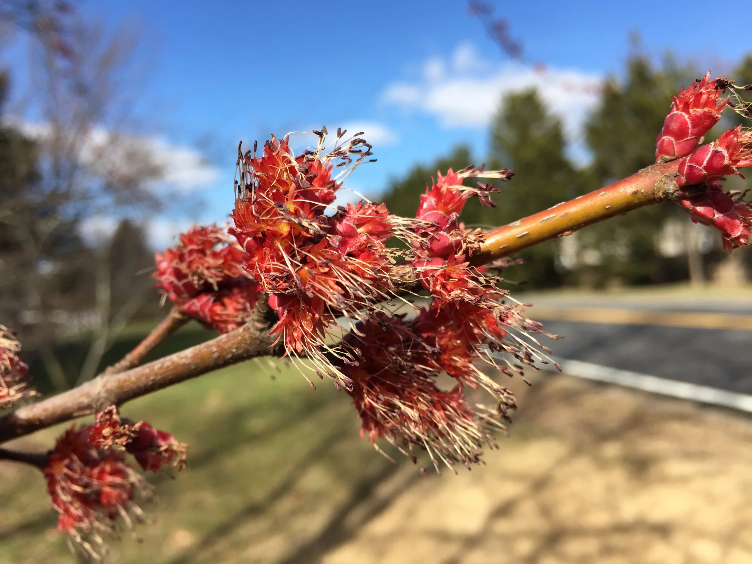Male Silver Maple blossoms along Lees Corner Road (Virginia State Secondary Route 645) in Chantilly, Virginia. Photo courtesy of Famartin.