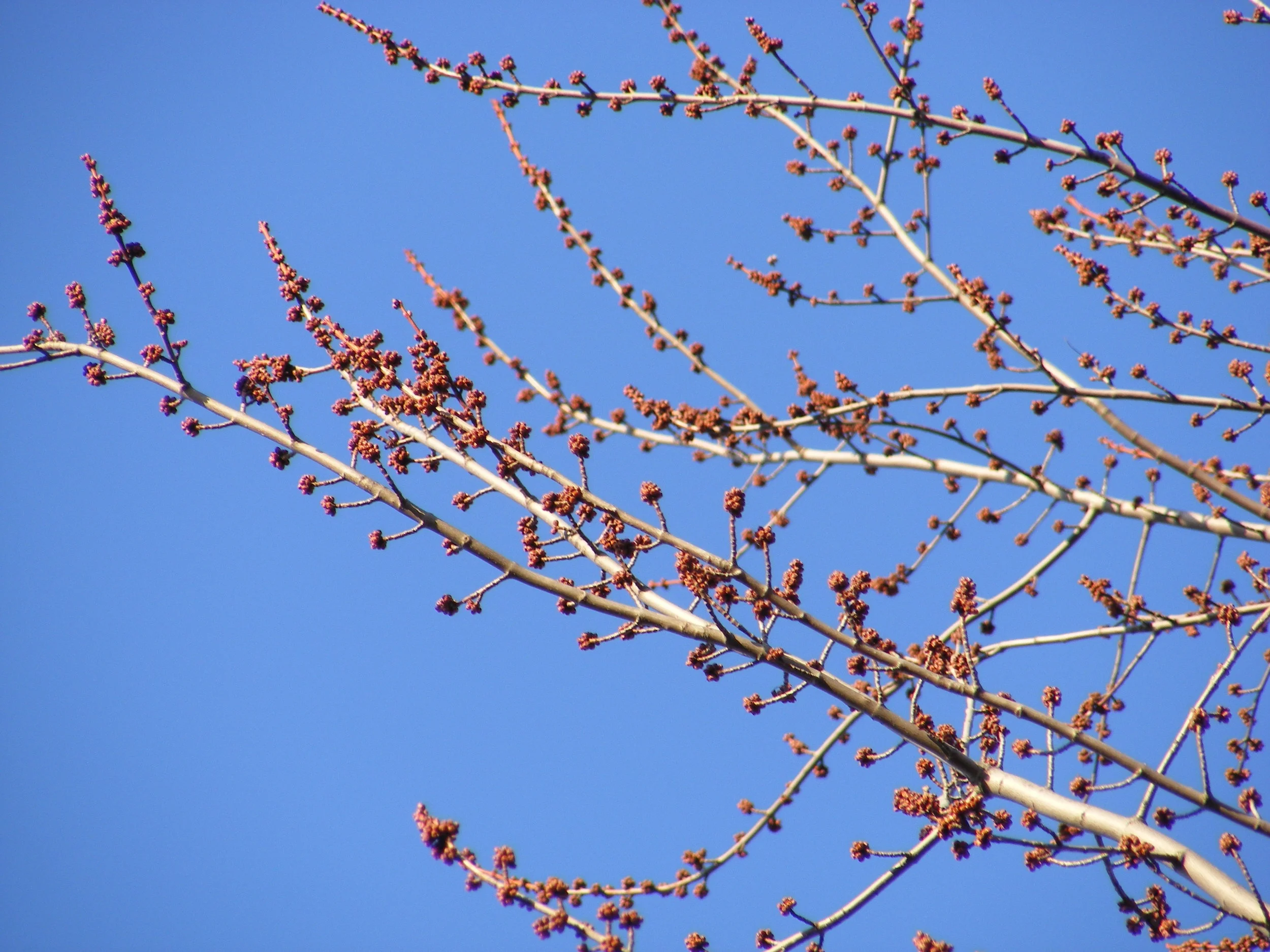 Silver maple branch with many clusters of flowers. Photo courtesy of Jeremy Sell.