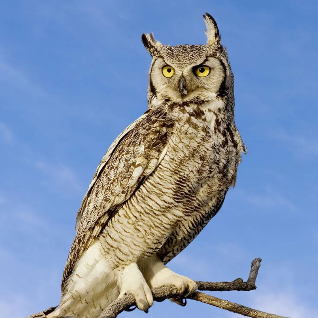 Great Horned Owl. Photo courtesy of National Geographic.