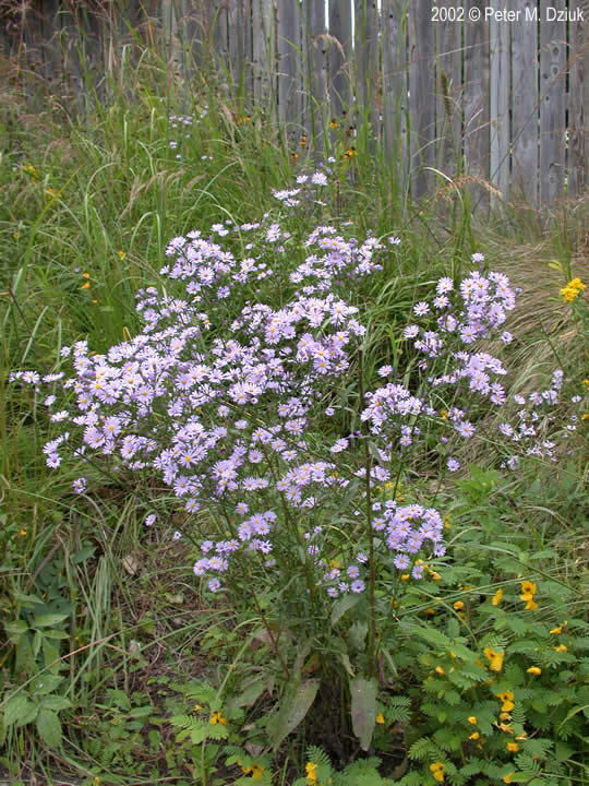 Sky-blue Aster: These delicate looking flowers are quite abundant and most varieties can be found just about anywhere in Minnesota.