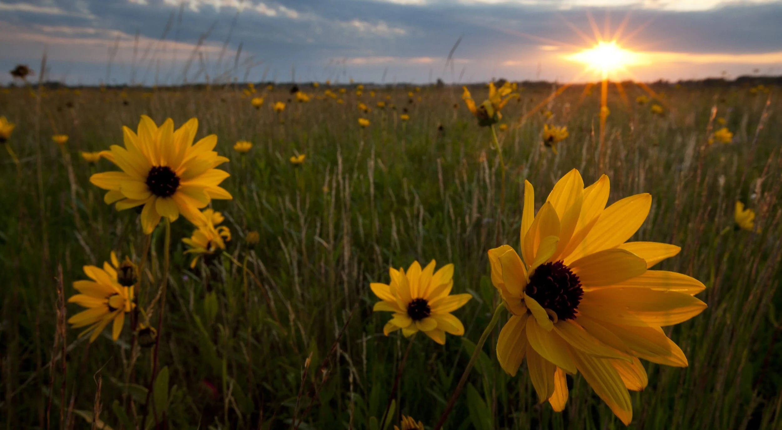 bluestem prairie.jpg