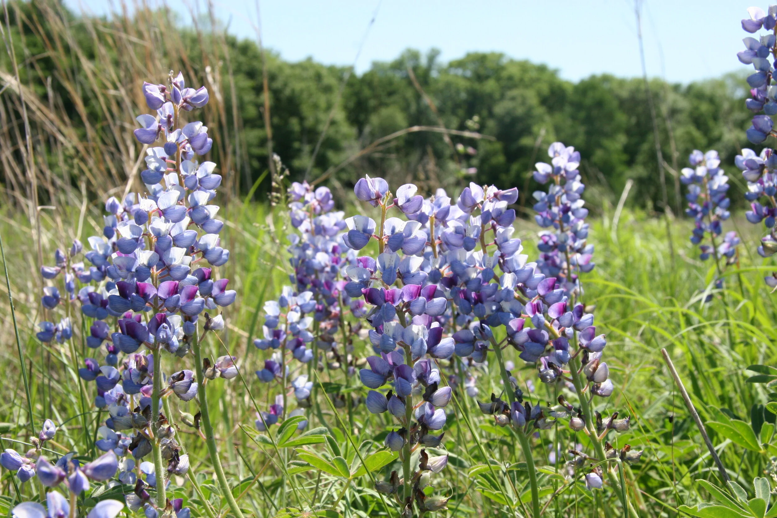 Juneteenth Events and Resources to Celebrate and Learn